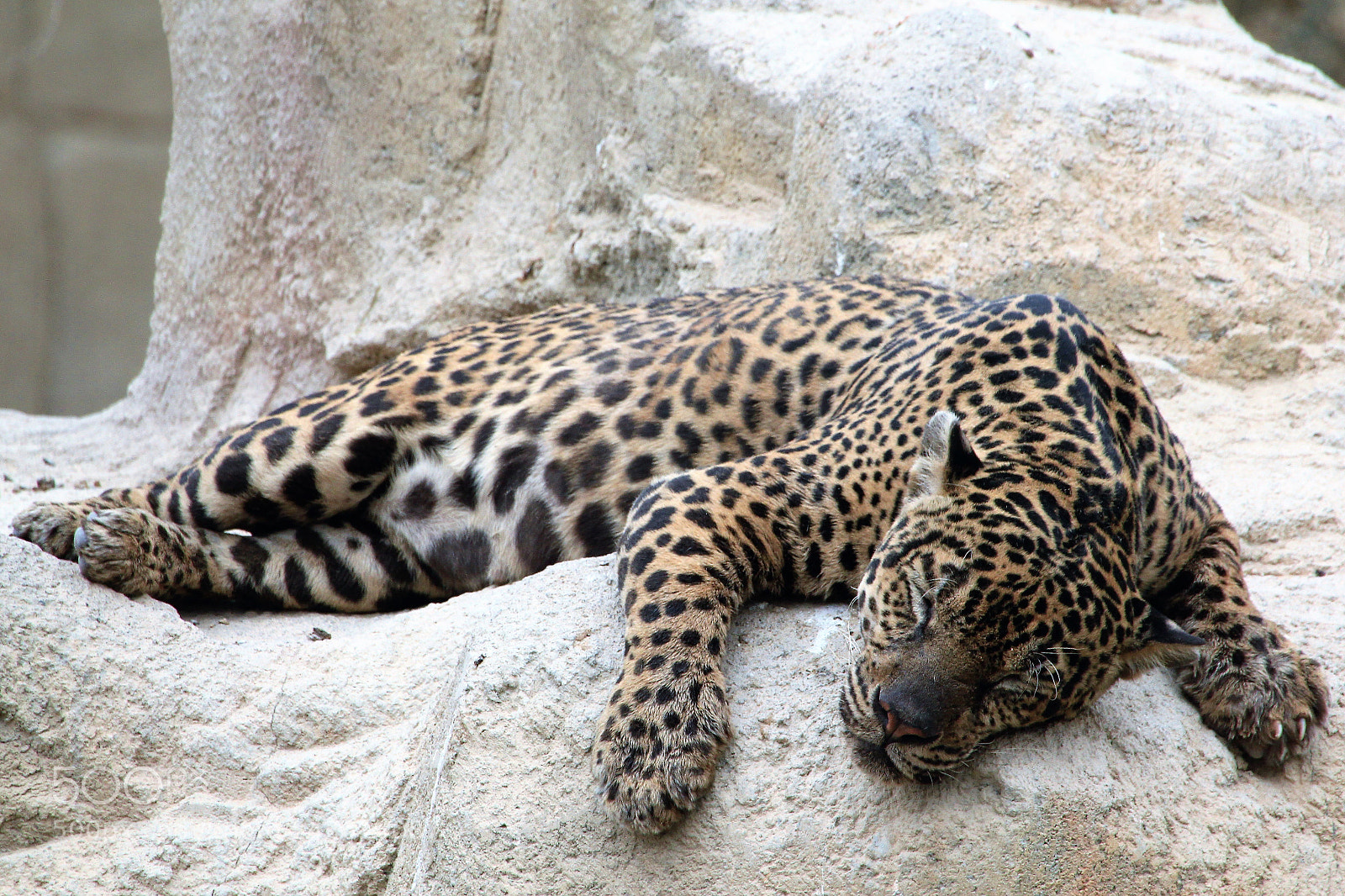 Canon EOS 550D (EOS Rebel T2i / EOS Kiss X4) sample photo. Jaguar sleeping photography