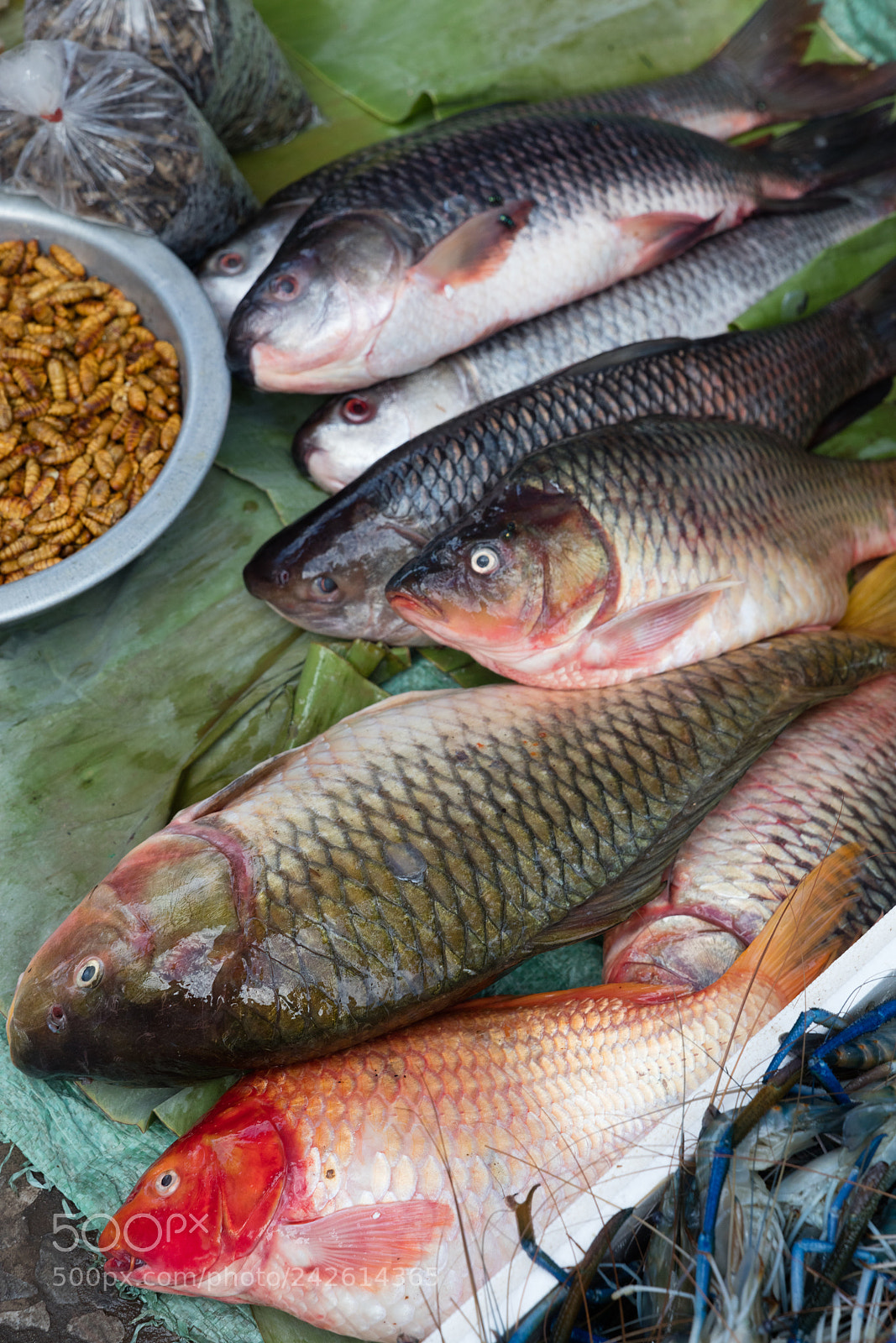 Canon EOS 5DS R sample photo. Fish exposed in market photography