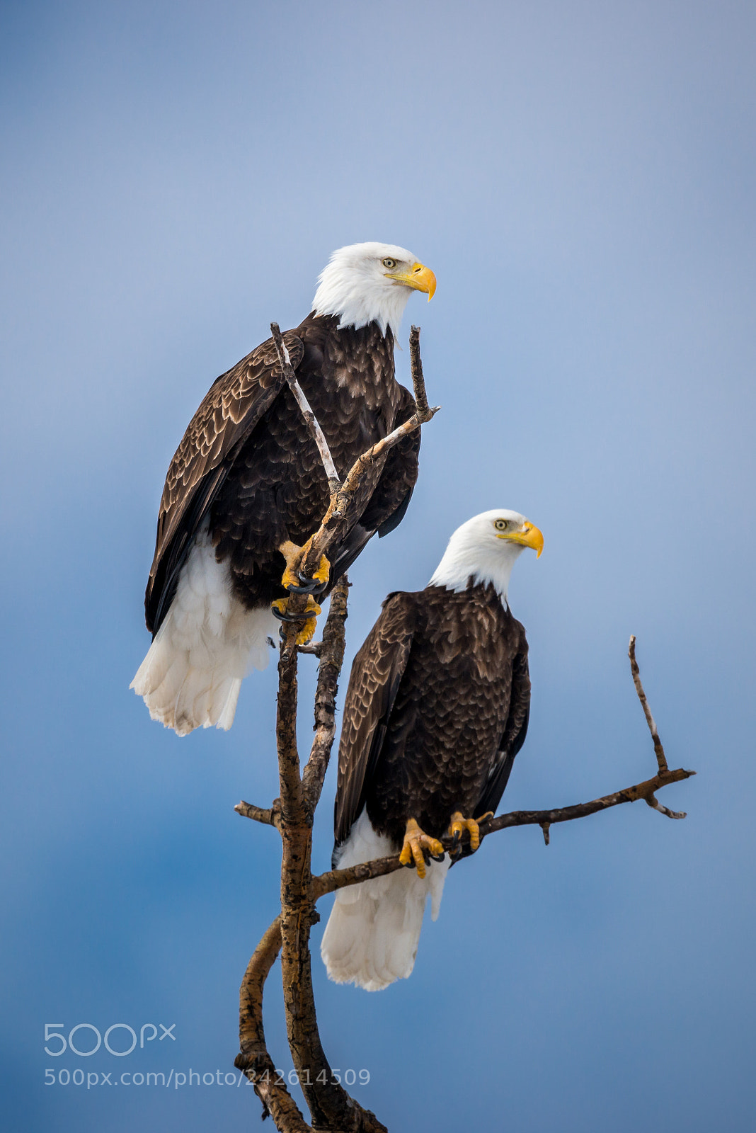 Nikon D800 sample photo. Nesting eagles photography
