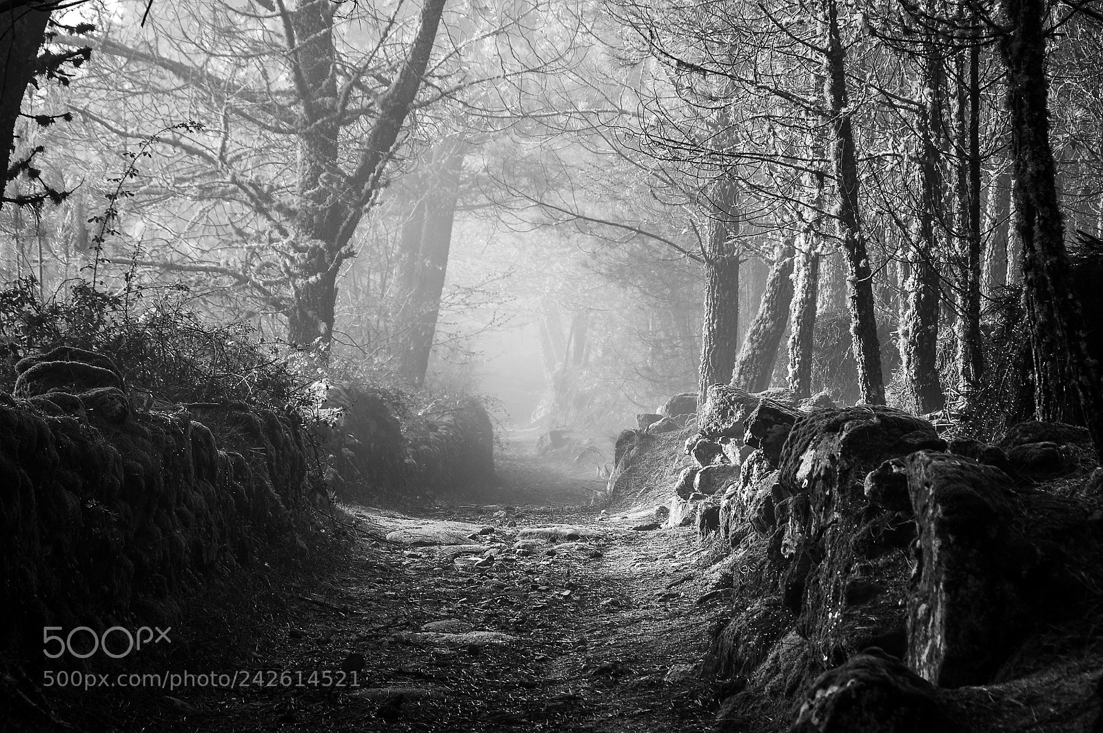 Nikon D90 sample photo. Mist photography