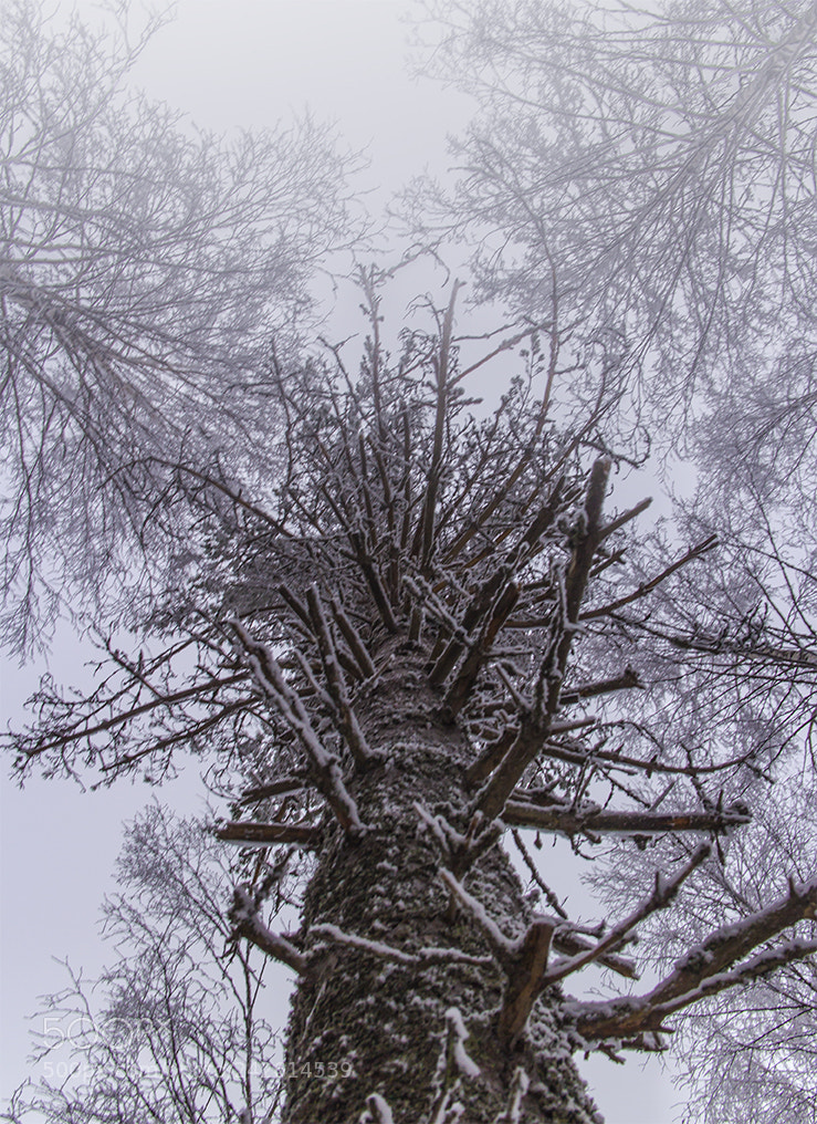 Canon EOS M sample photo. Old tree in the photography