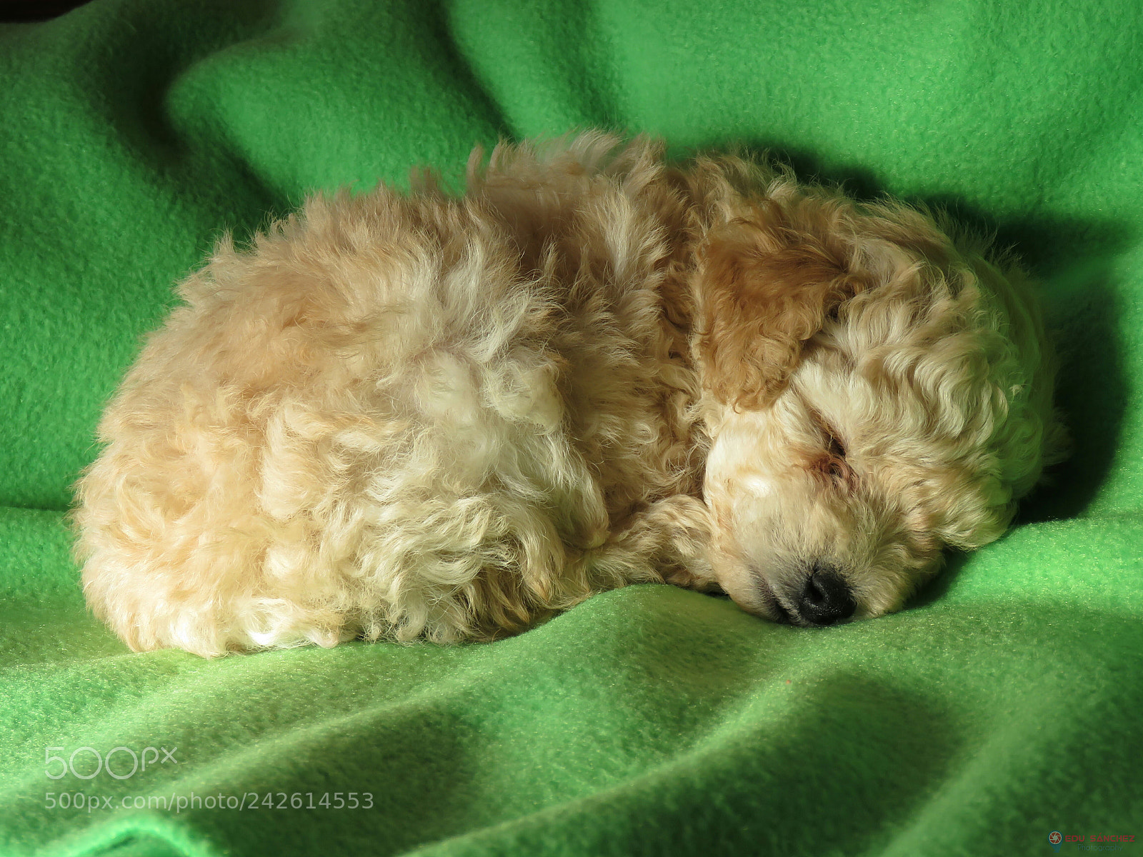 Canon PowerShot SX60 HS sample photo. Durmiendo photography