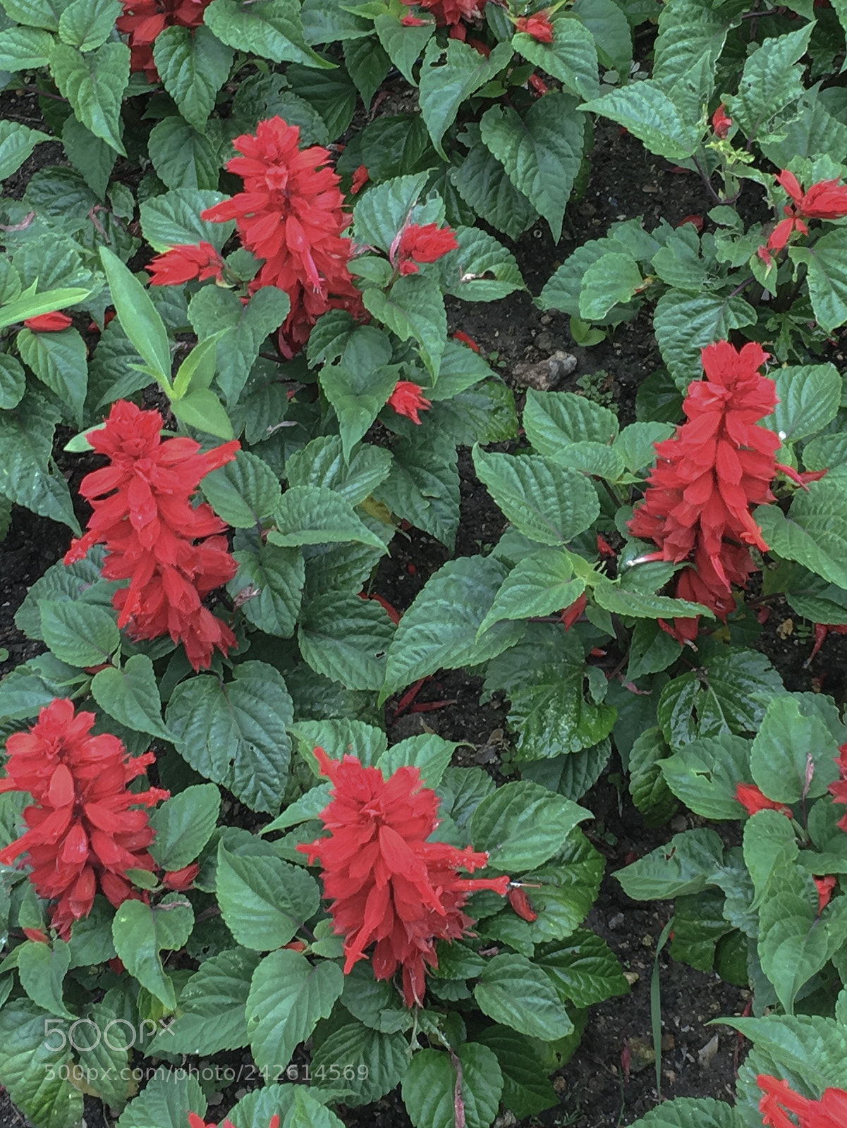 Apple iPhone 6s sample photo. Group of red photography
