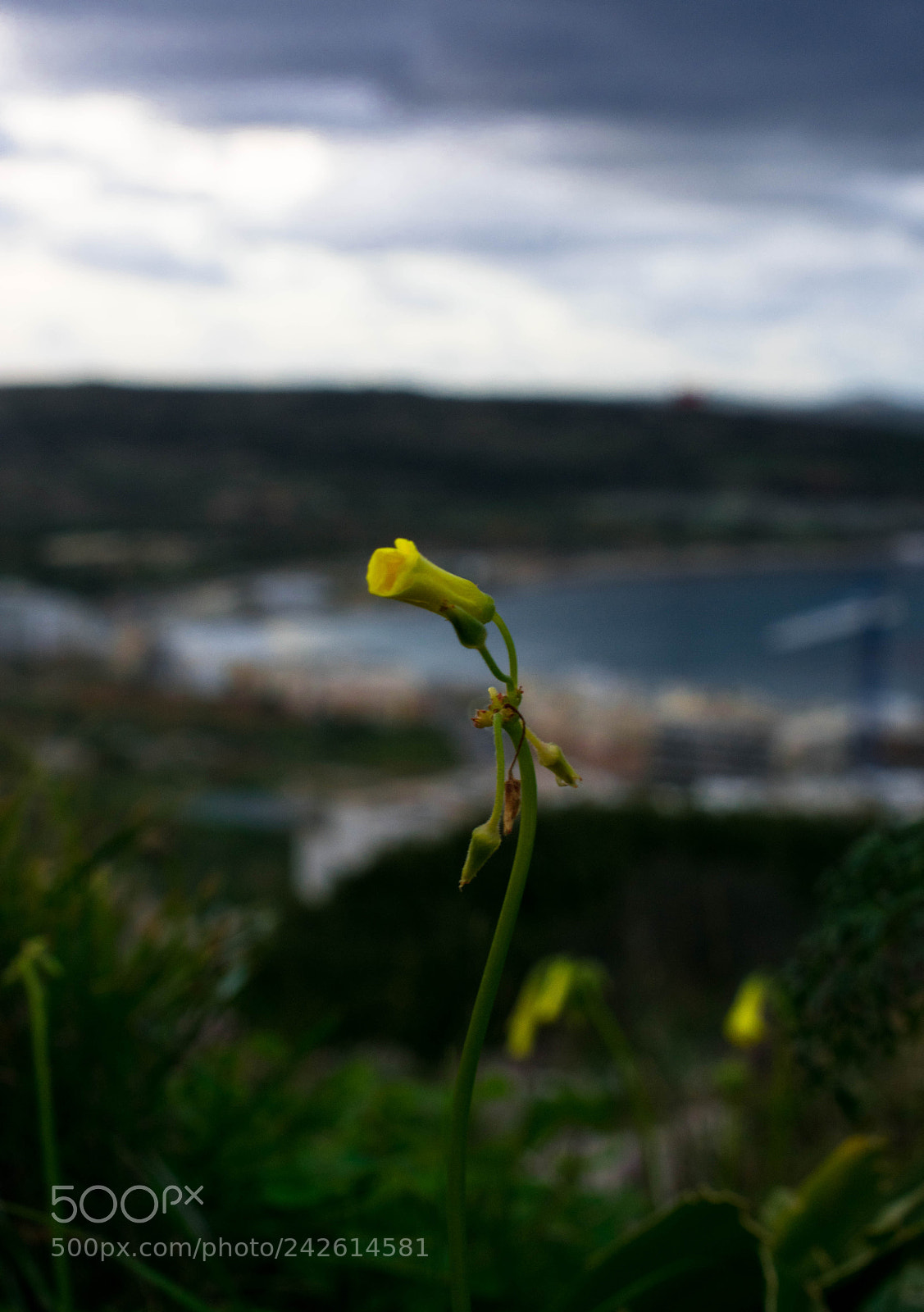 Nikon D3400 sample photo. Dramatic flower photography