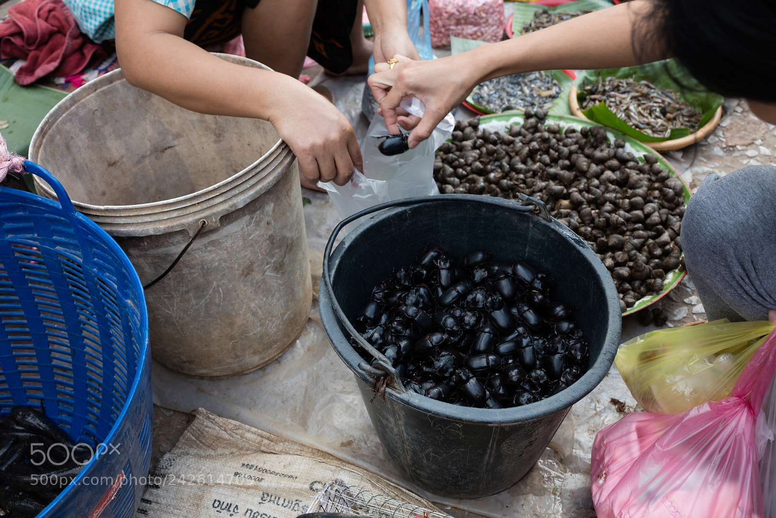 Canon EOS 5DS R sample photo. Cockroaches at market photography