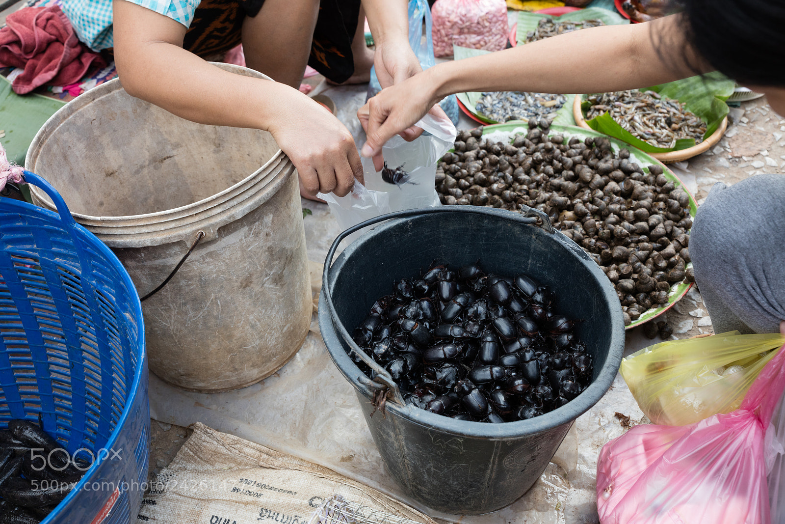 Canon EOS 5DS R sample photo. Cockroaches at market photography