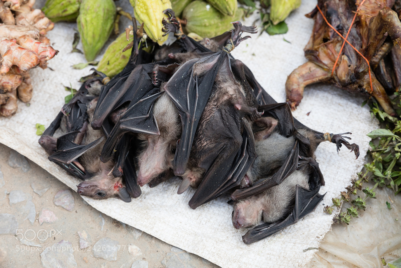 Canon EOS 5DS R sample photo. Bats at market photography