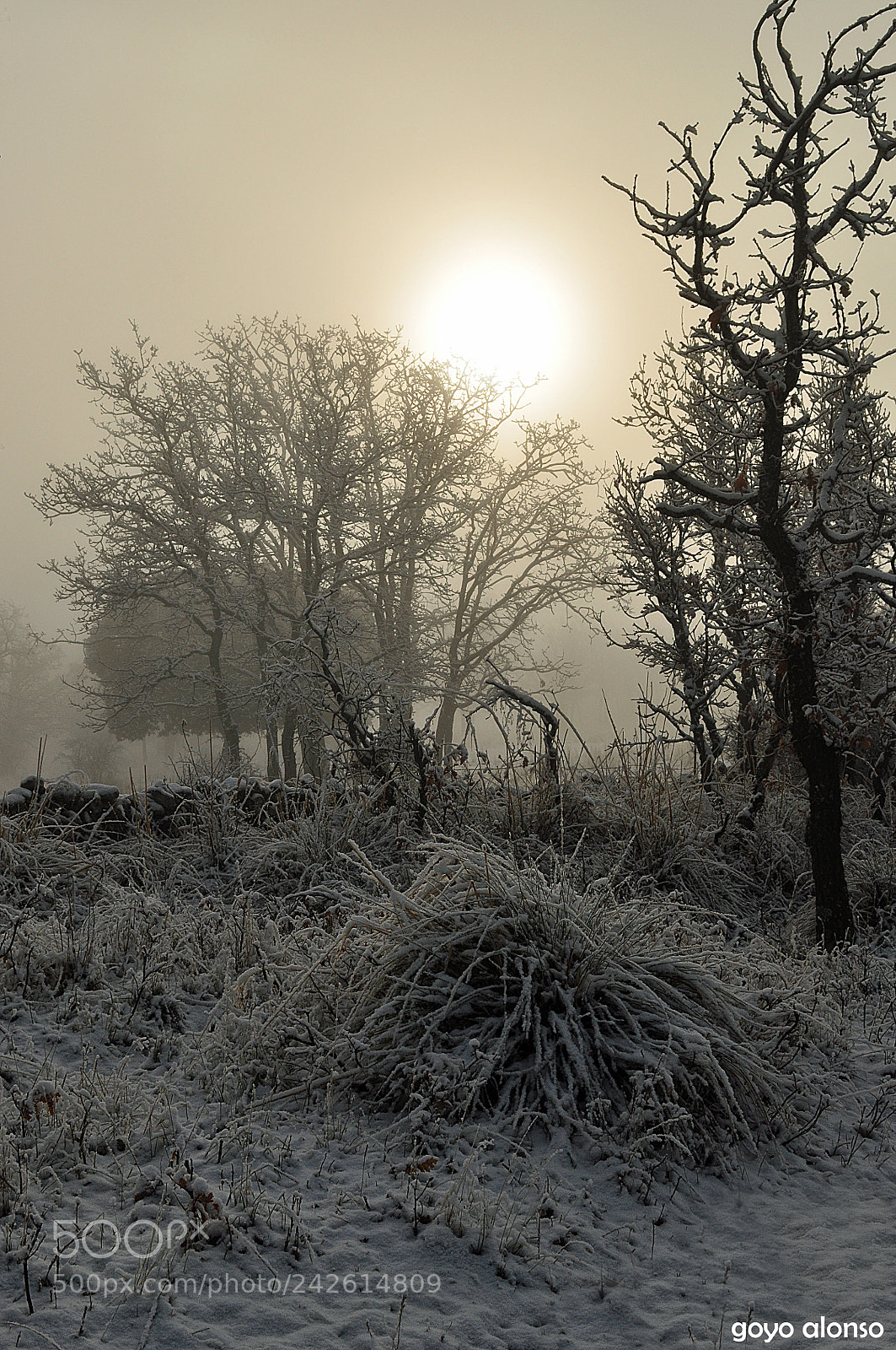 Nikon D5000 sample photo. Pura nieve photography