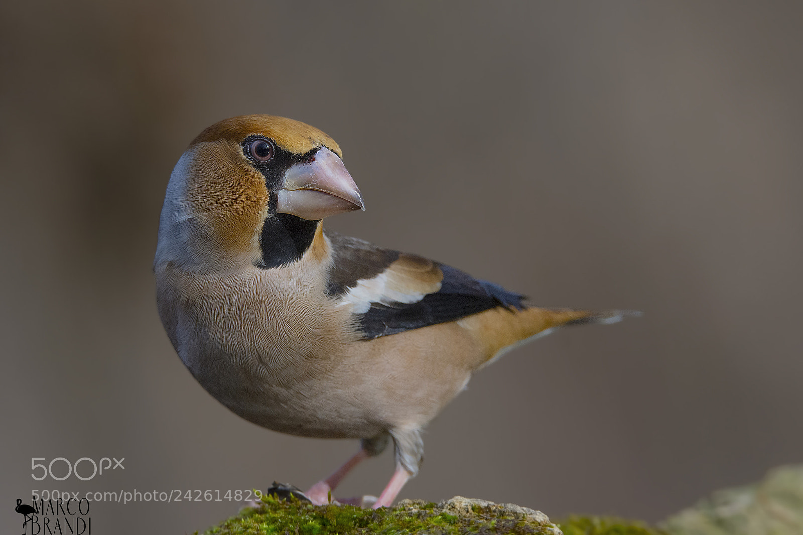 Nikon D7200 sample photo. Frosone maschio - hawfich photography