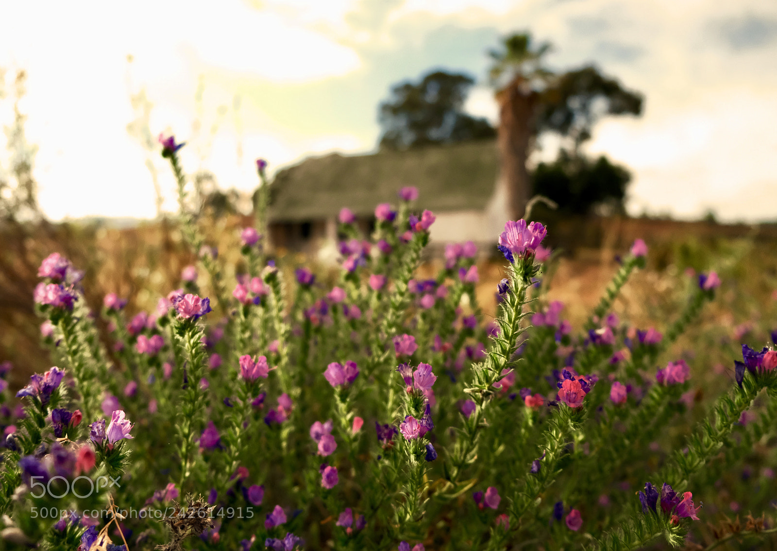 Fujifilm X-T2 sample photo. Cape sunrise photography