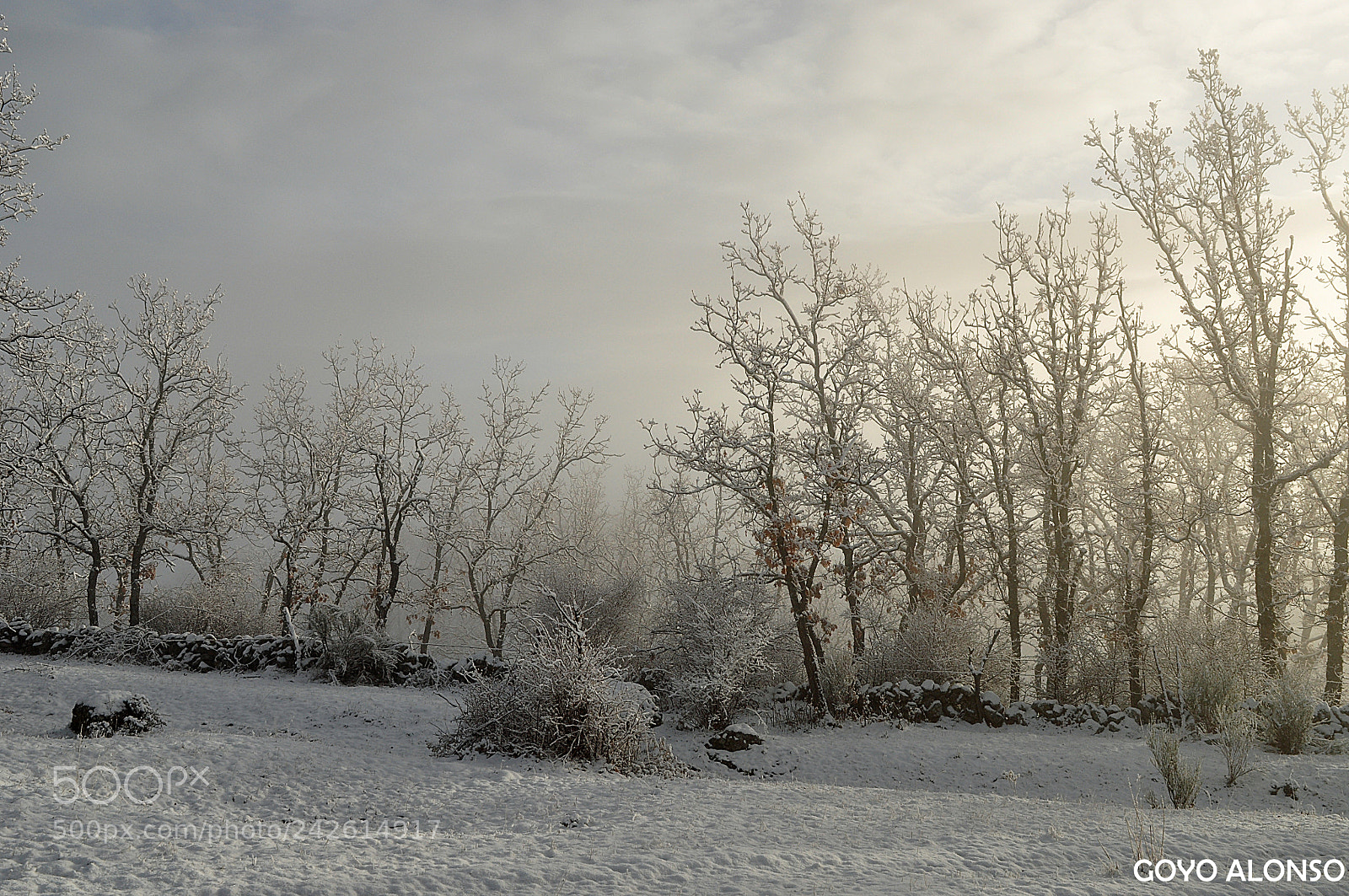 Nikon D5000 sample photo. Pura nieve photography