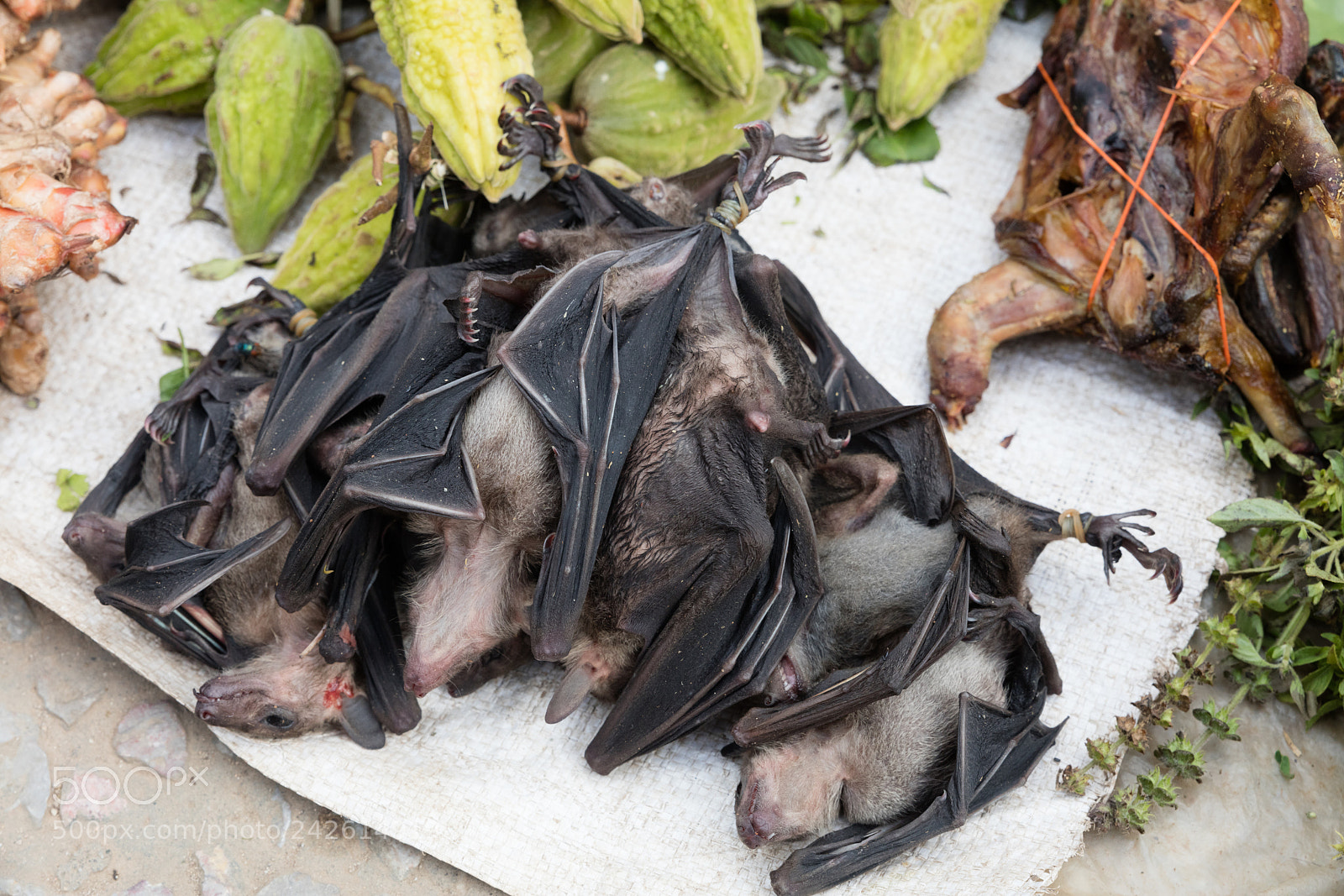 Canon EOS 5DS R sample photo. Bats at market photography