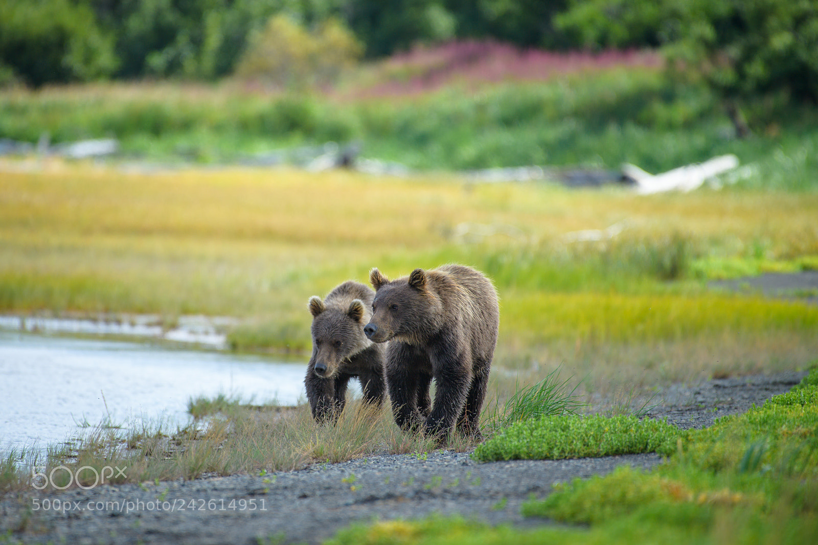 Nikon D5 sample photo. Walking bear brothers photography