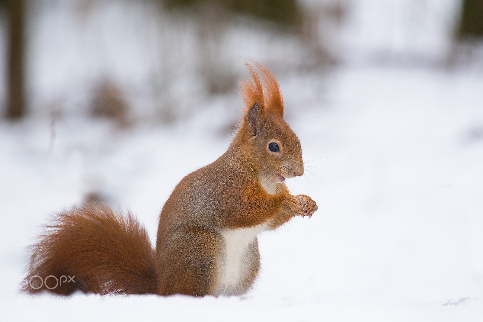 Canon EOS 7D Mark II sample photo. Squirrel photography