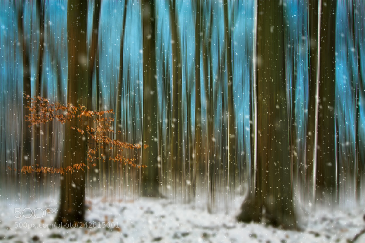 Canon EOS 7D Mark II sample photo. Winterwald photography