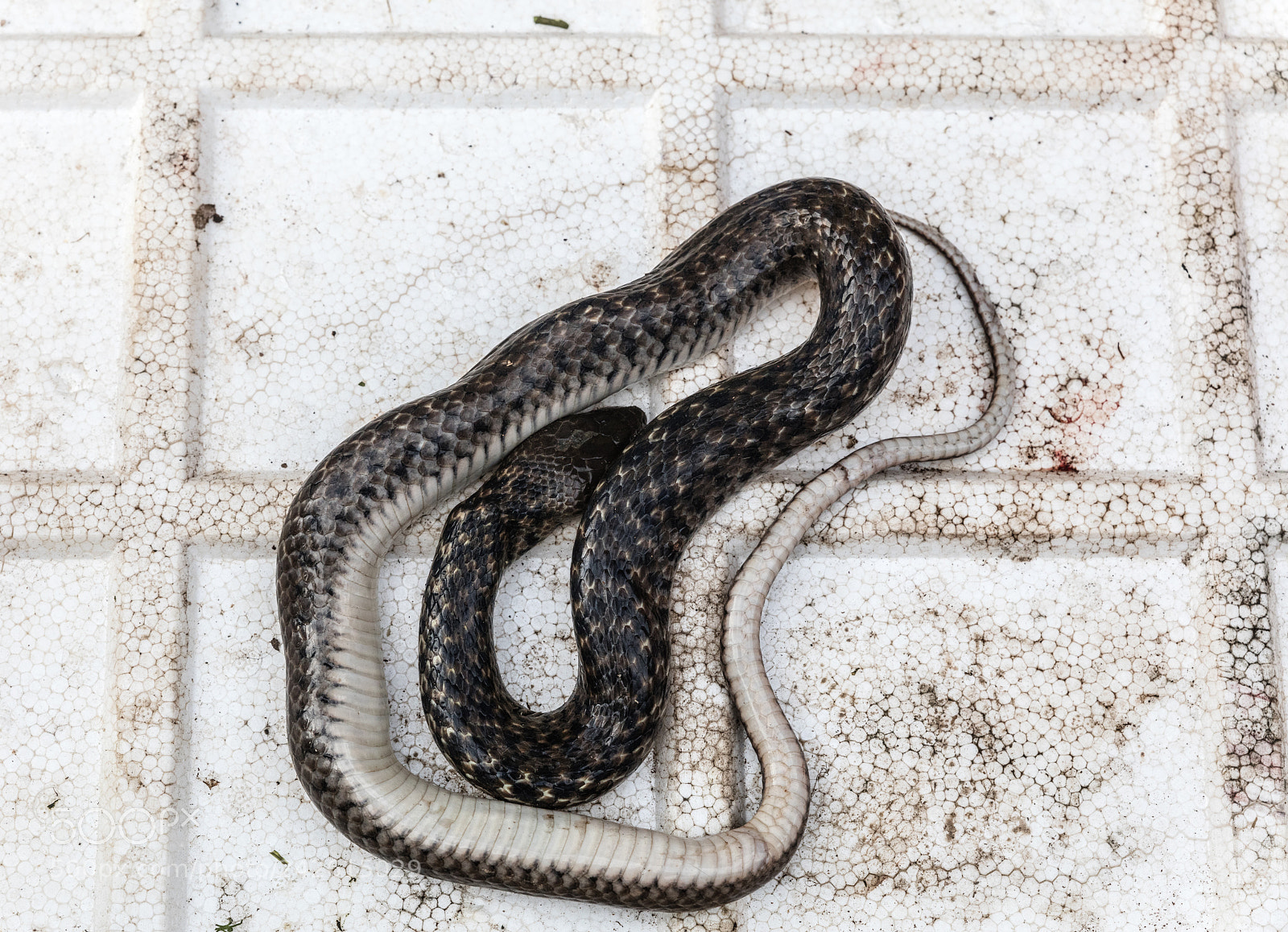 Canon EOS 5DS R sample photo. Snakes at market photography