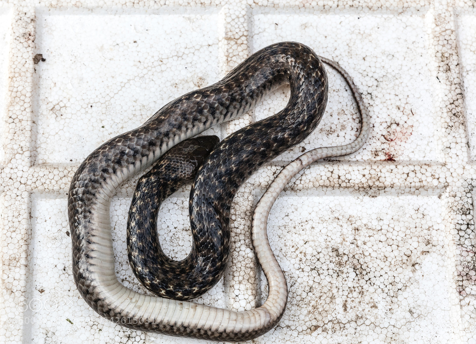 Canon EOS 5DS R sample photo. Snakes at market photography