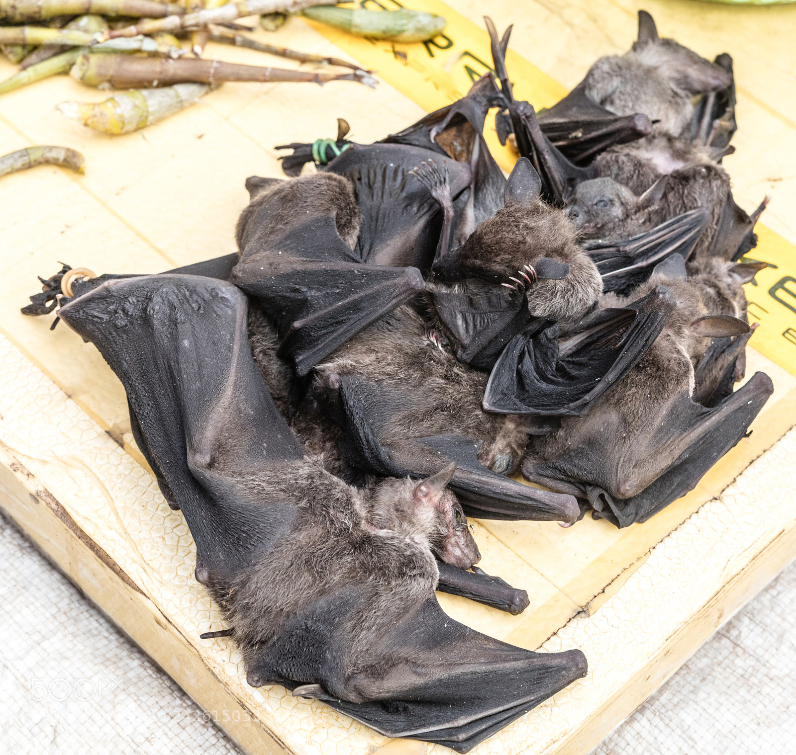 Canon EOS 5DS R sample photo. Bats at market photography