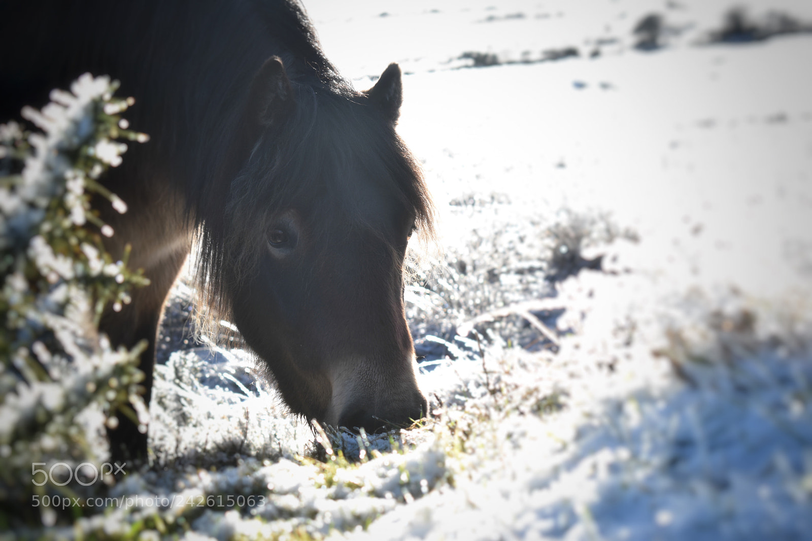 Nikon D5600 sample photo. Exmoor pony in the photography