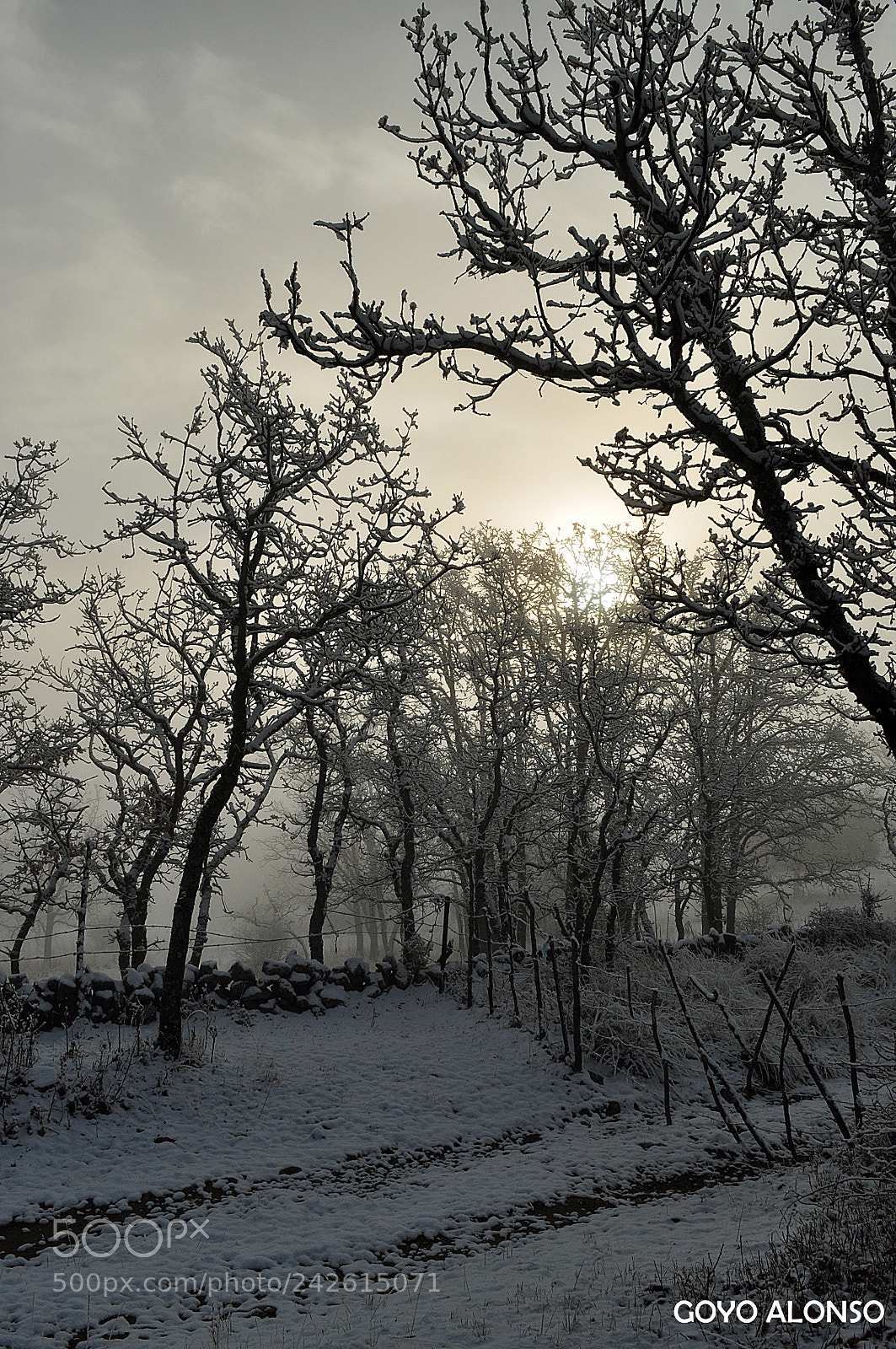 Nikon D5000 sample photo. Pura nieve photography