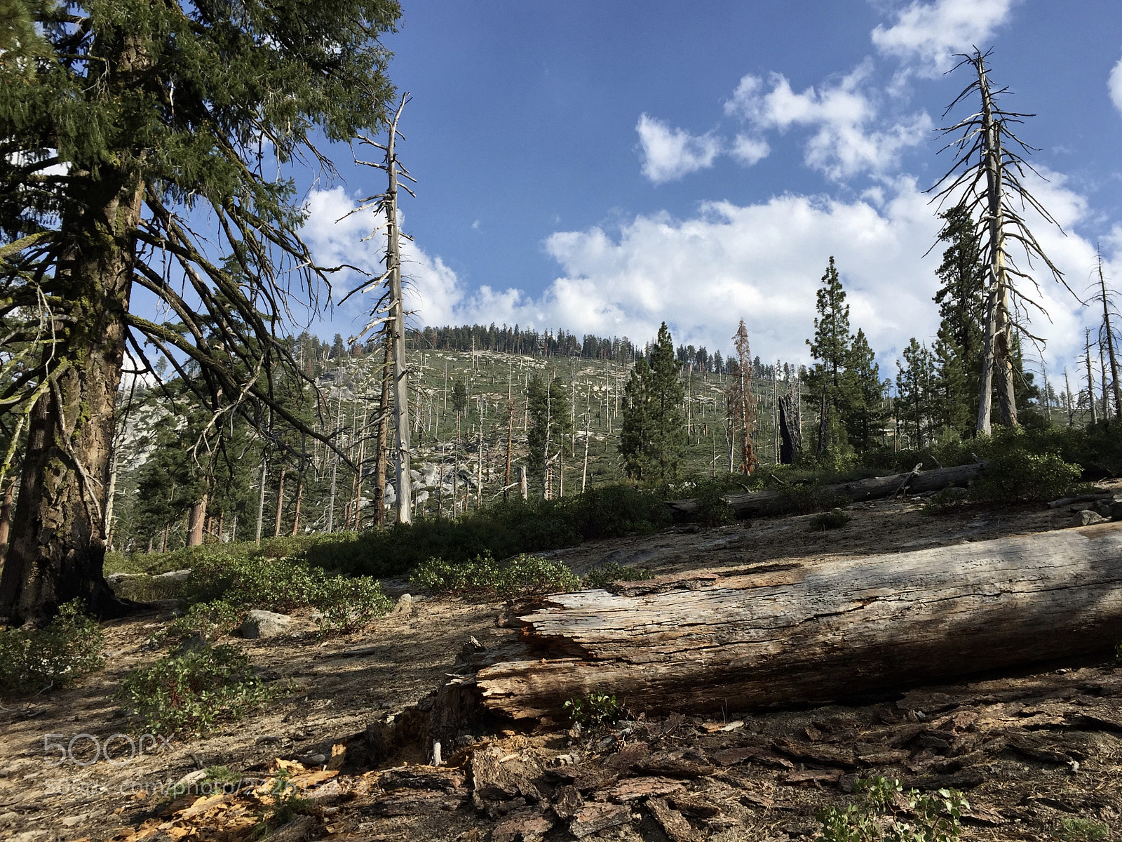 Apple iPhone 6 sample photo. Yosemite - panorama trail photography