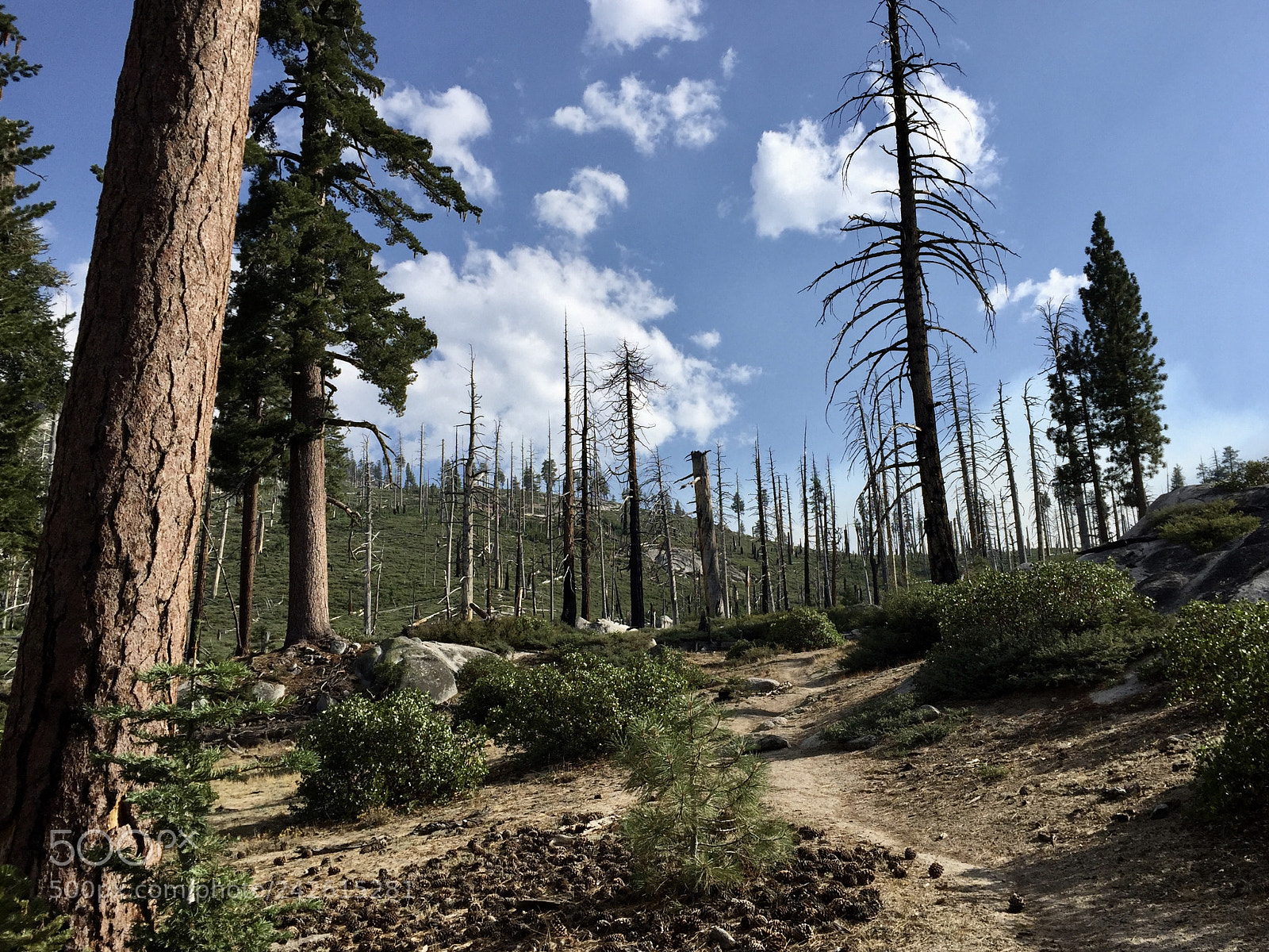 Apple iPhone 6 sample photo. Yosemite - panorama trail photography