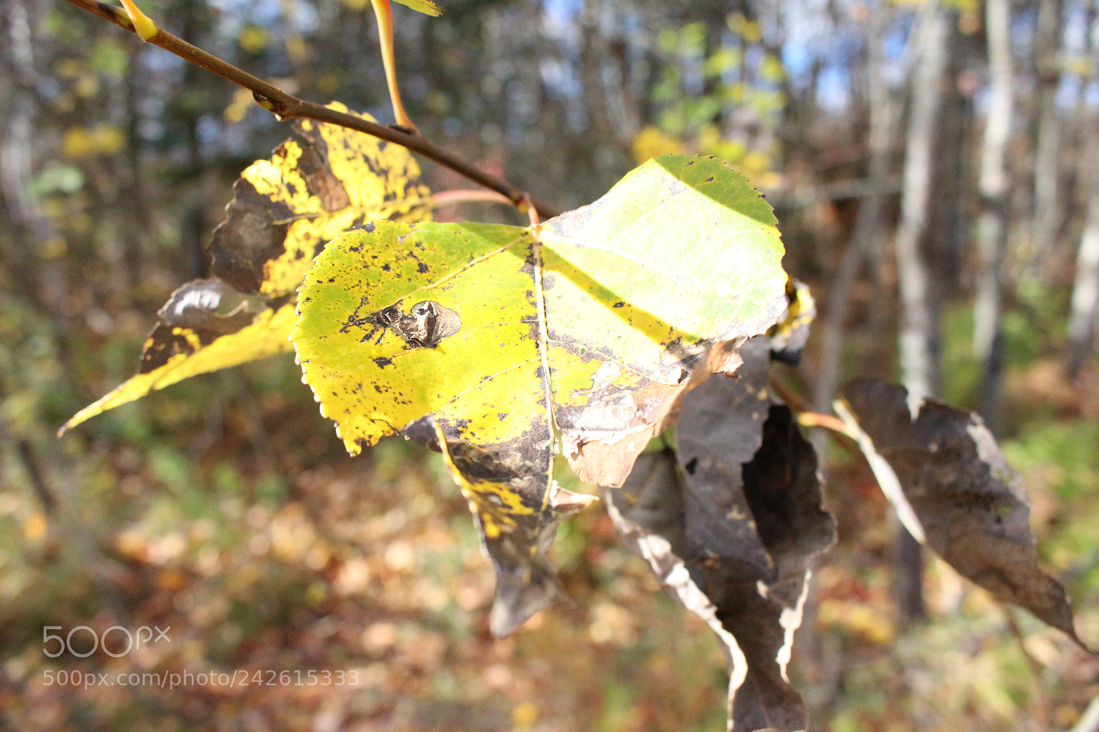Canon EOS 700D (EOS Rebel T5i / EOS Kiss X7i) sample photo. Don't leaf me photography