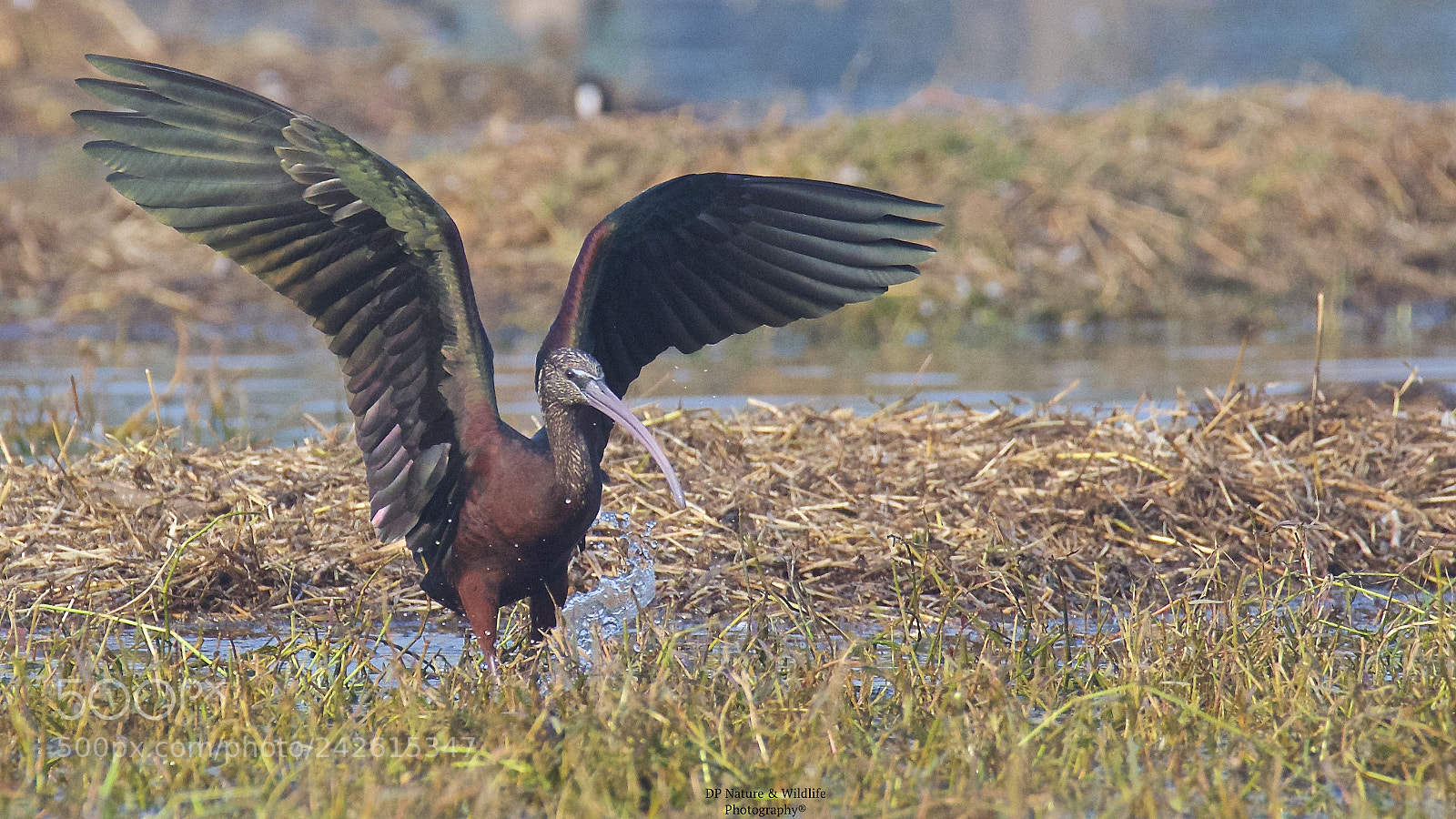 Nikon D610 sample photo. The showoff photography