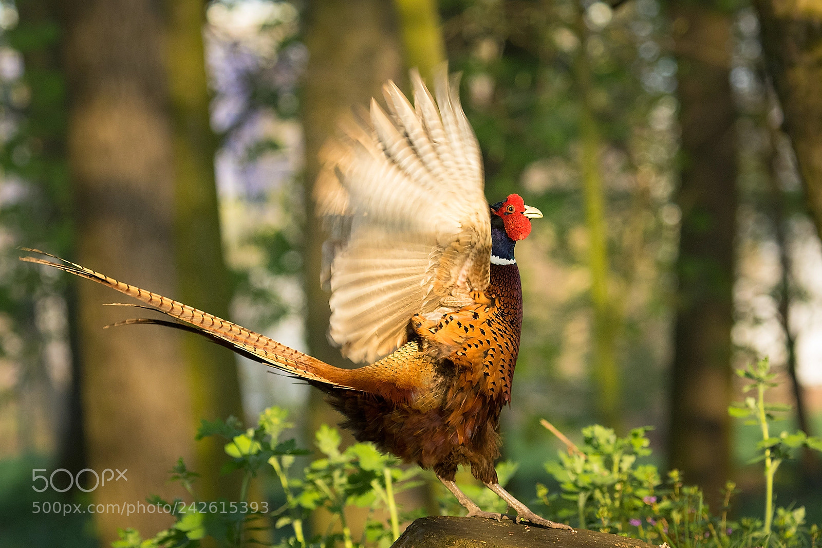 Canon EOS 7D Mark II sample photo. Pheasant photography