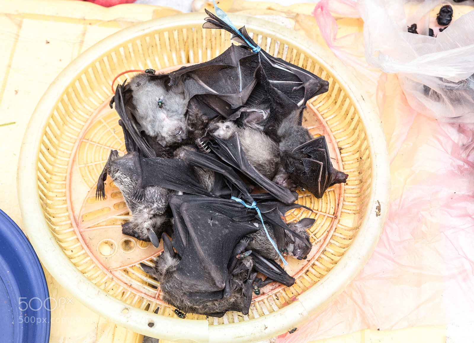Canon EOS 5DS R sample photo. Bats at market photography