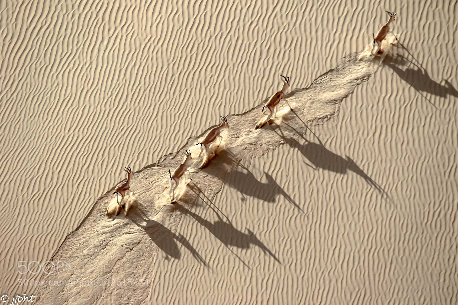Canon EOS 7D Mark II sample photo. Sand gazelles climbing photography