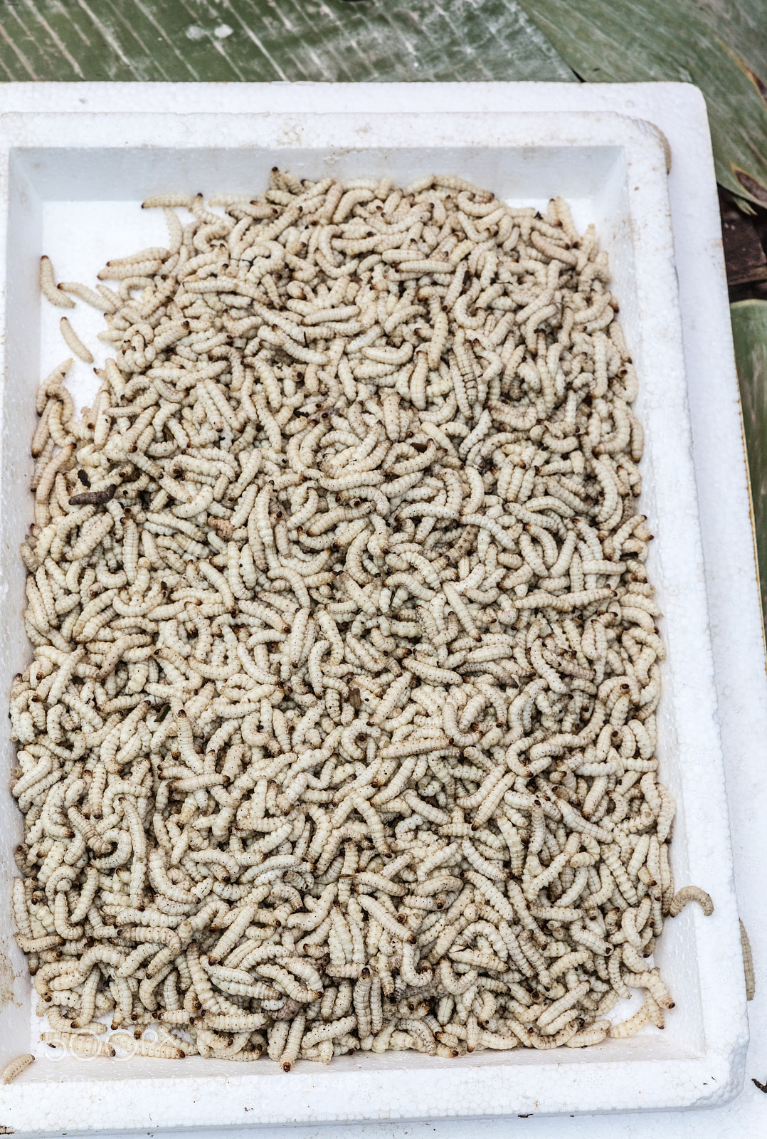 Canon EOS 5DS R sample photo. Worms at market photography