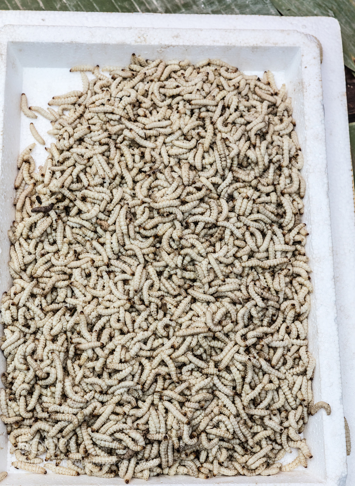 Canon EOS 5DS R sample photo. Worms sold in market photography