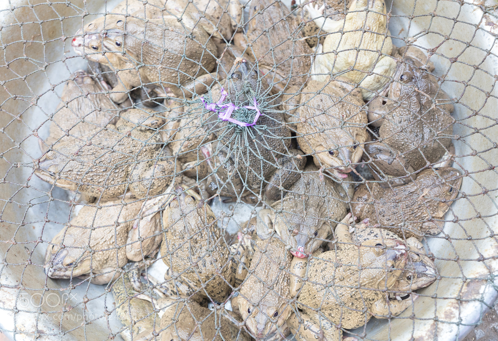 Canon EOS 5DS R sample photo. Frogs at market photography