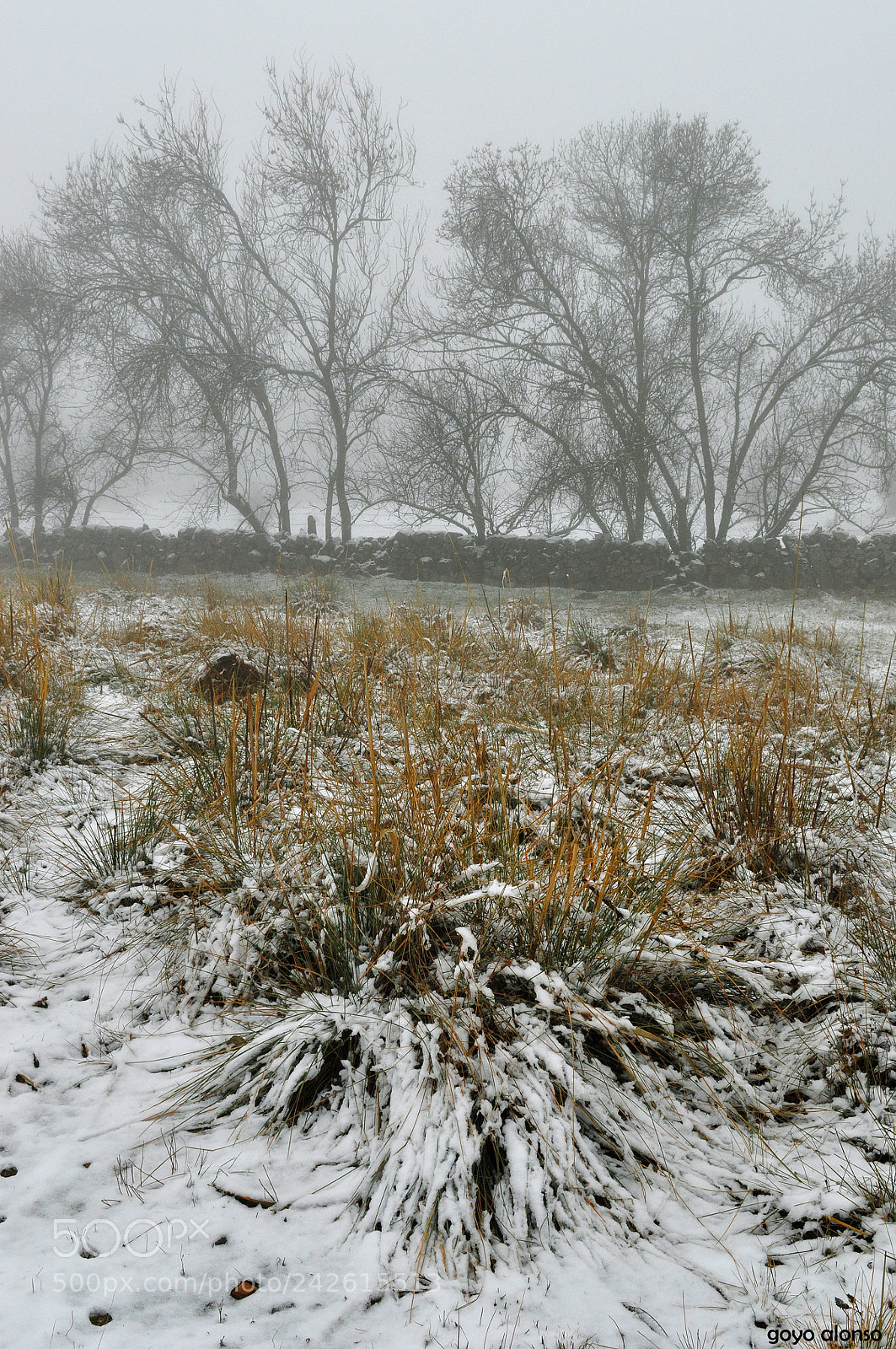 Nikon D5000 sample photo. Pura nieve photography