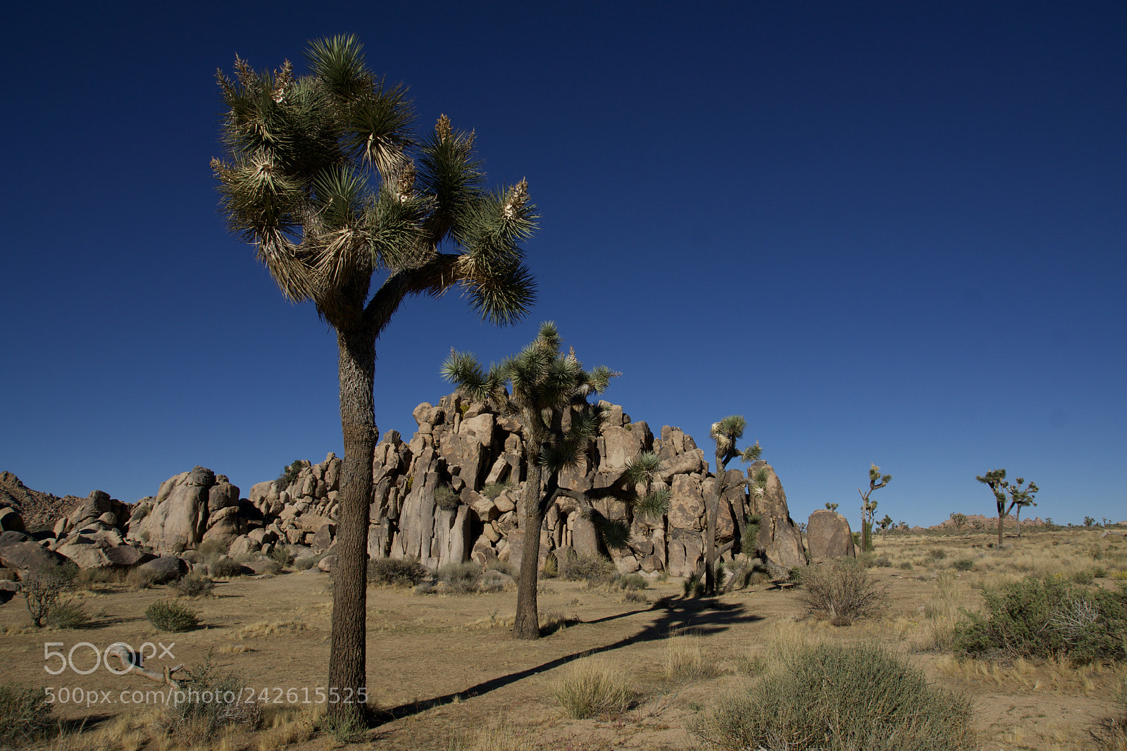 Sony ILCA-77M2 sample photo. Joshua tree n.p. photography