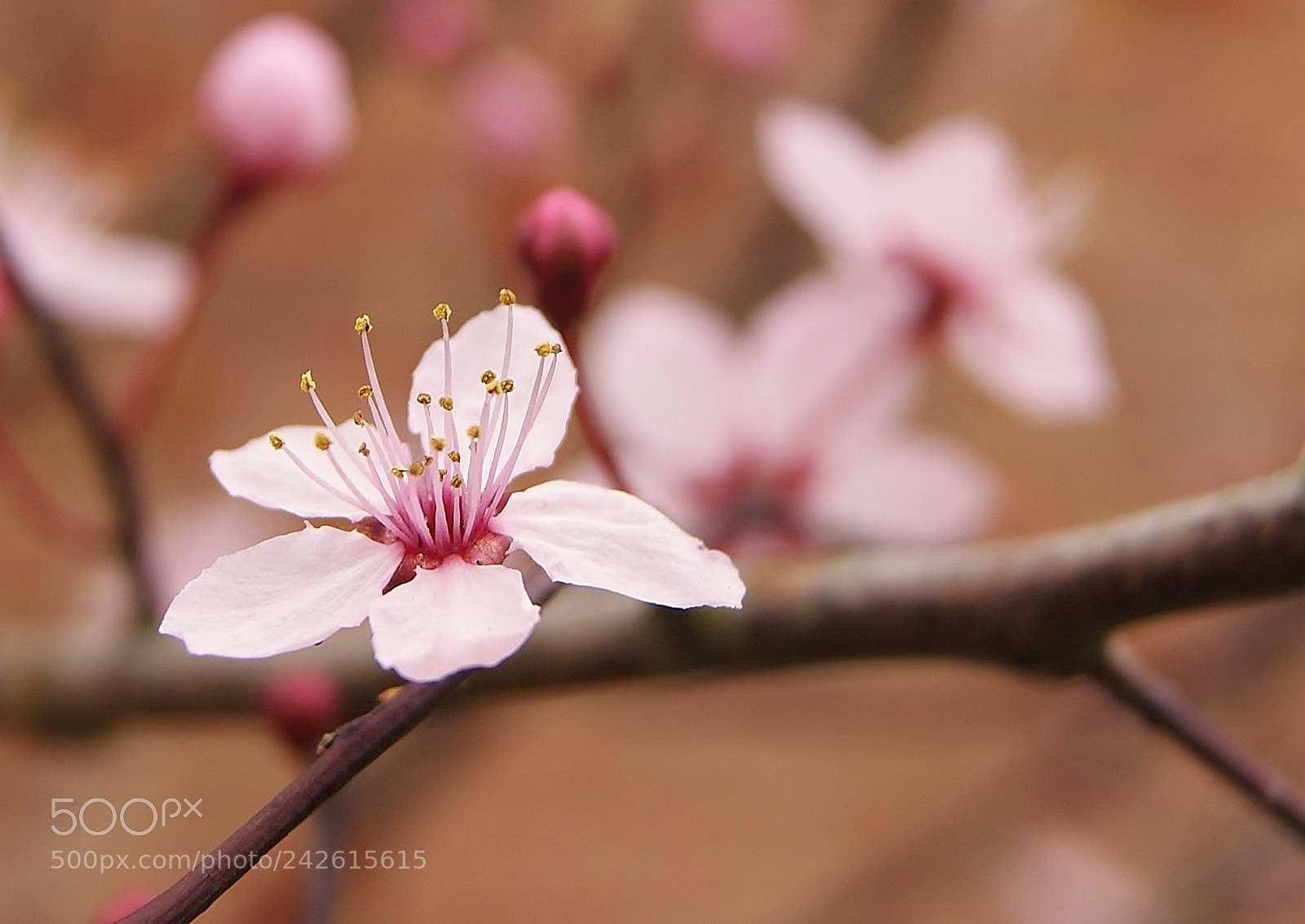 Sony Alpha DSLR-A380 sample photo. Hold this moment ...(49) photography