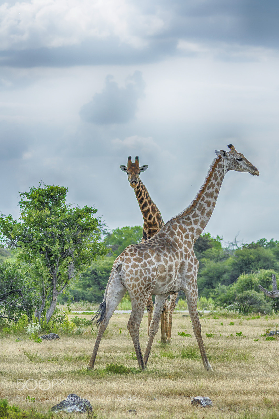 Nikon D7100 sample photo. Namibia photography