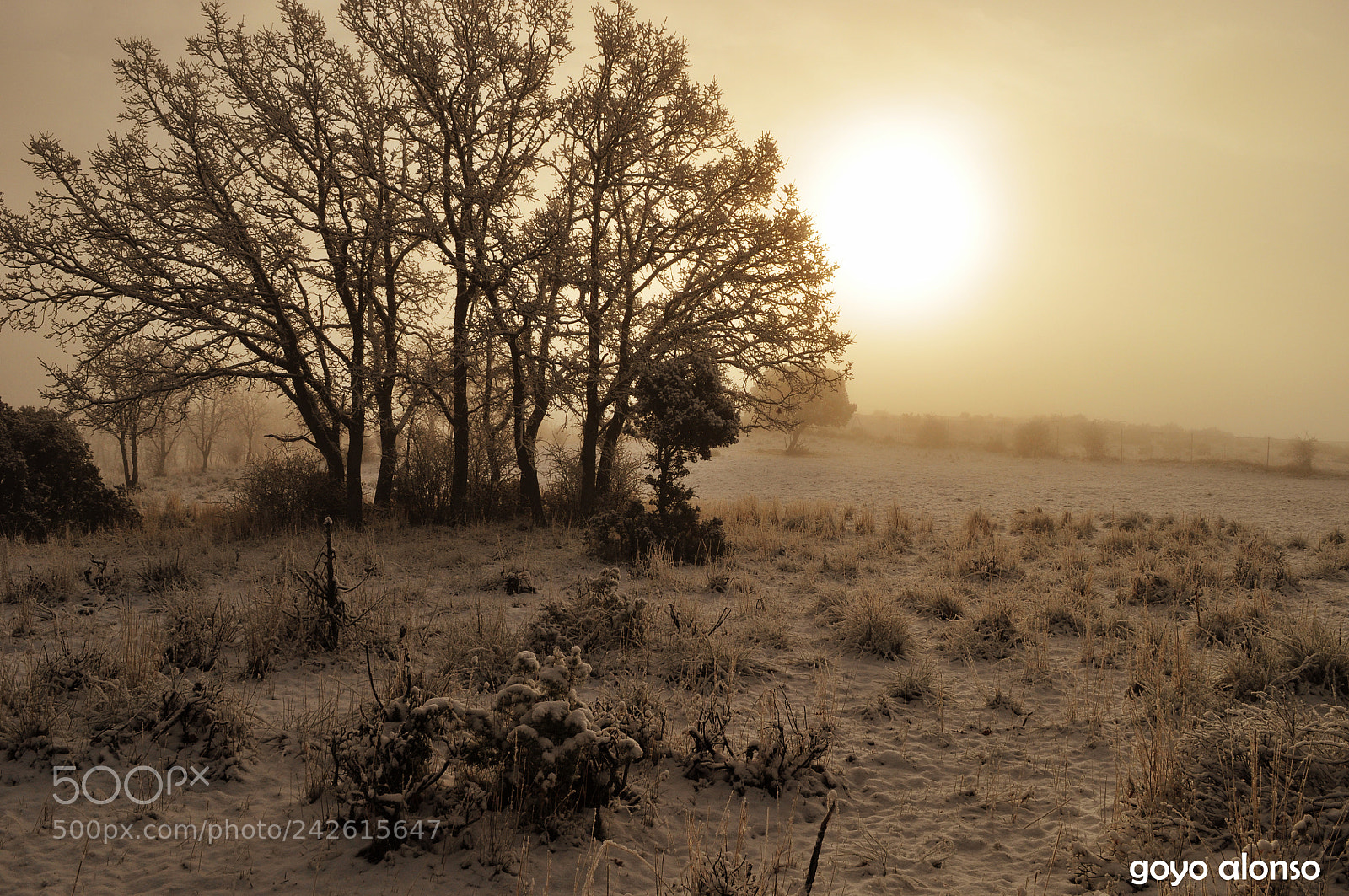 Nikon D5000 sample photo. Pura nieve photography