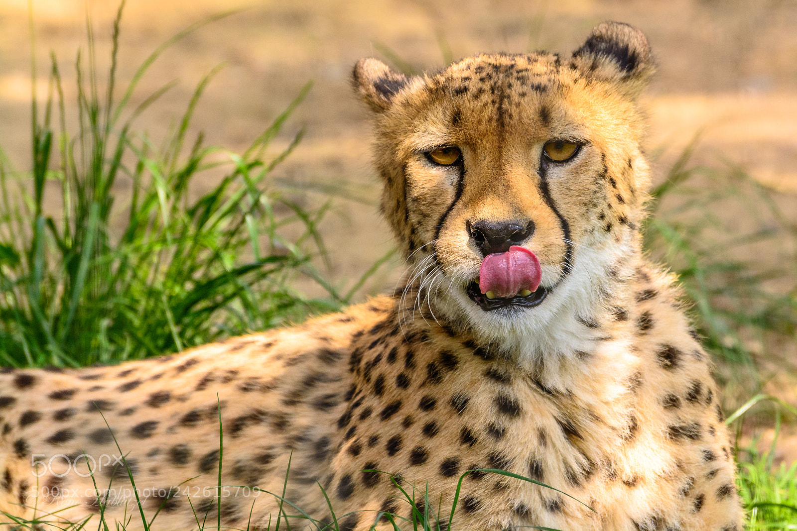 Nikon D7100 sample photo. Gepard photography