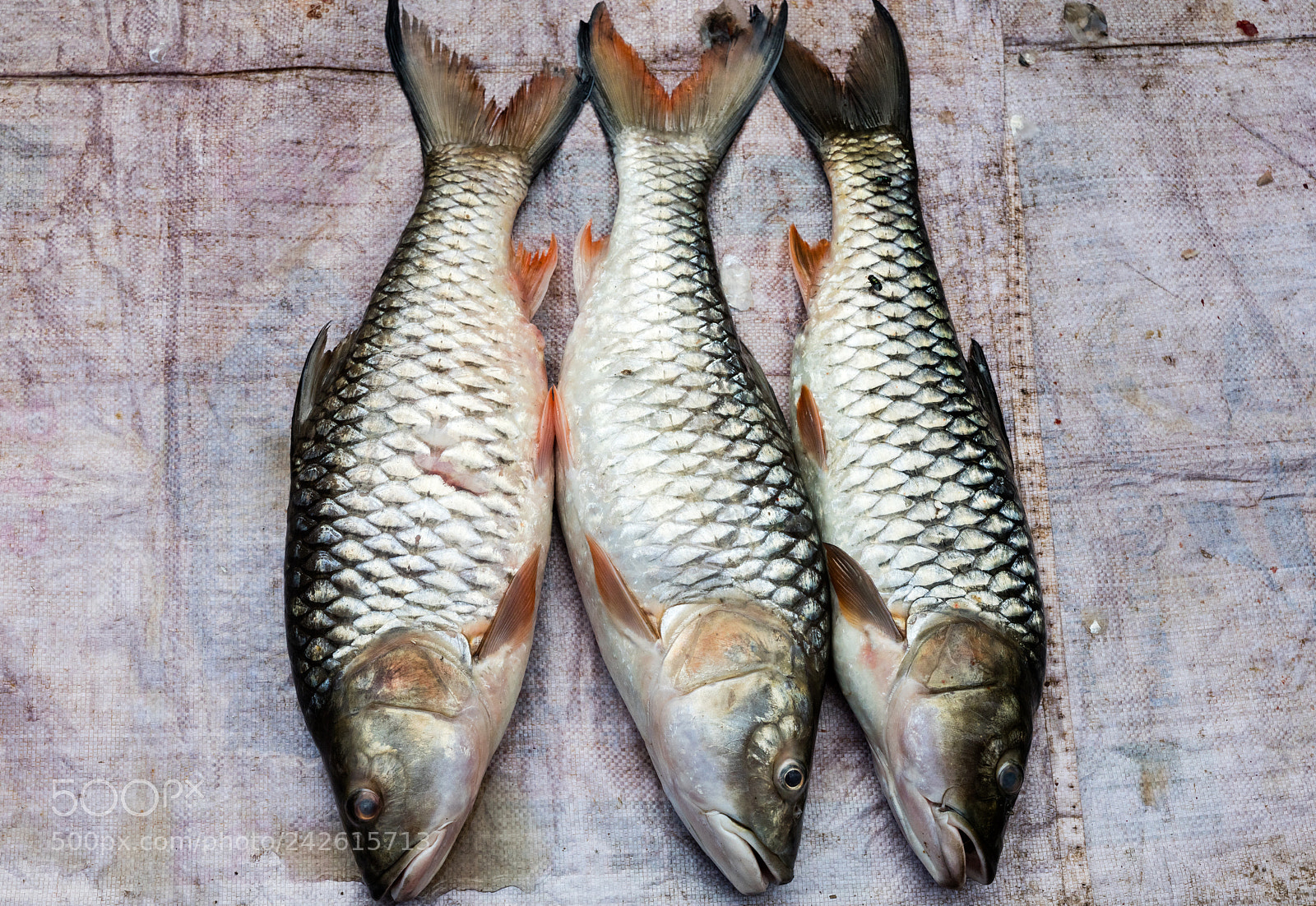 Canon EOS 5DS R sample photo. Fish at market photography