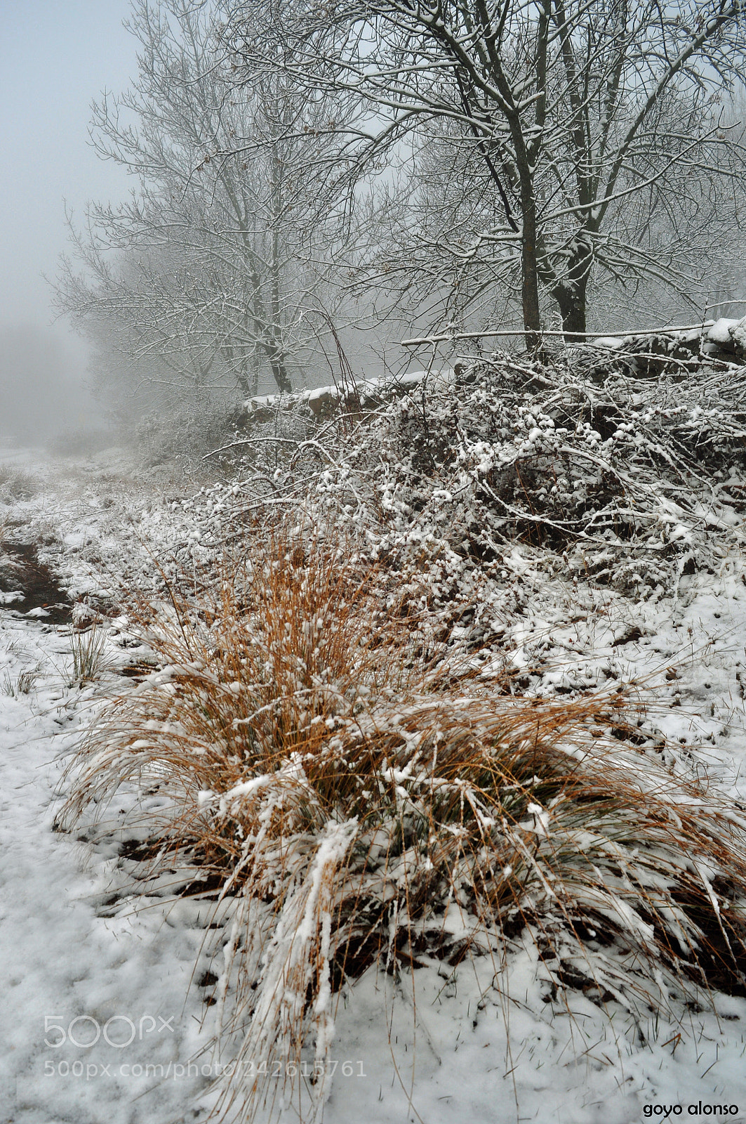Nikon D5000 sample photo. Pura nieve photography