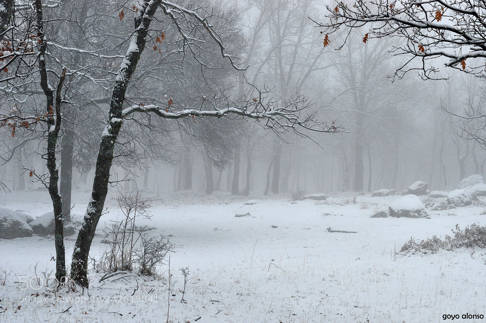 Nikon D5000 sample photo. Pura nieve photography