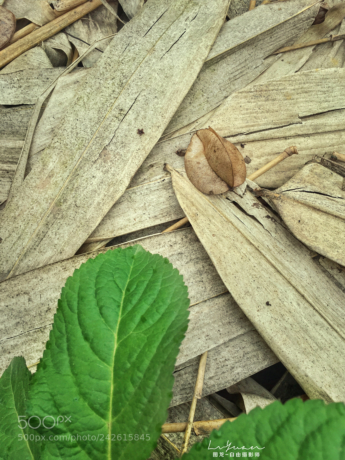 Apple iPhone 6s Plus sample photo. Untitled photography