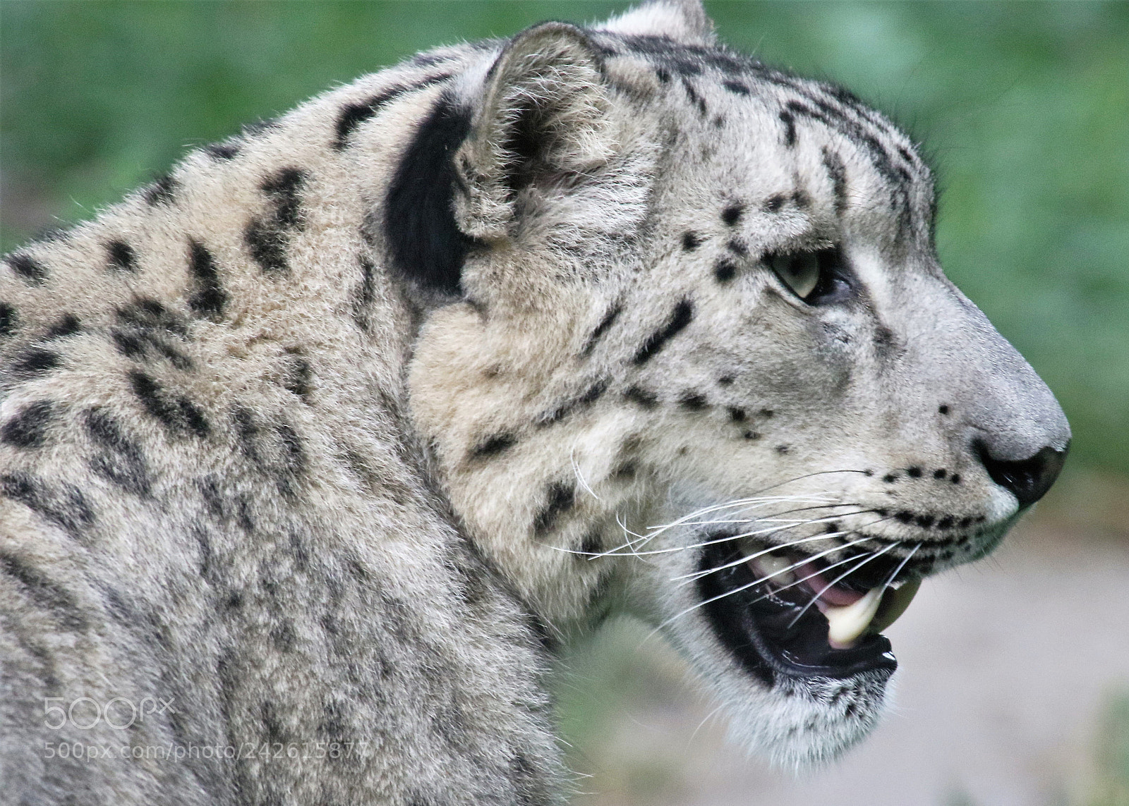 Canon EOS 7D Mark II sample photo. Snow leopard photography