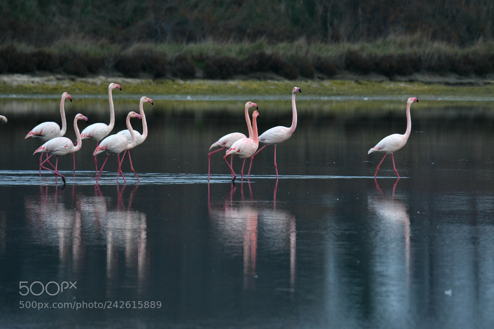 Nikon D7200 sample photo. Flamingo photography