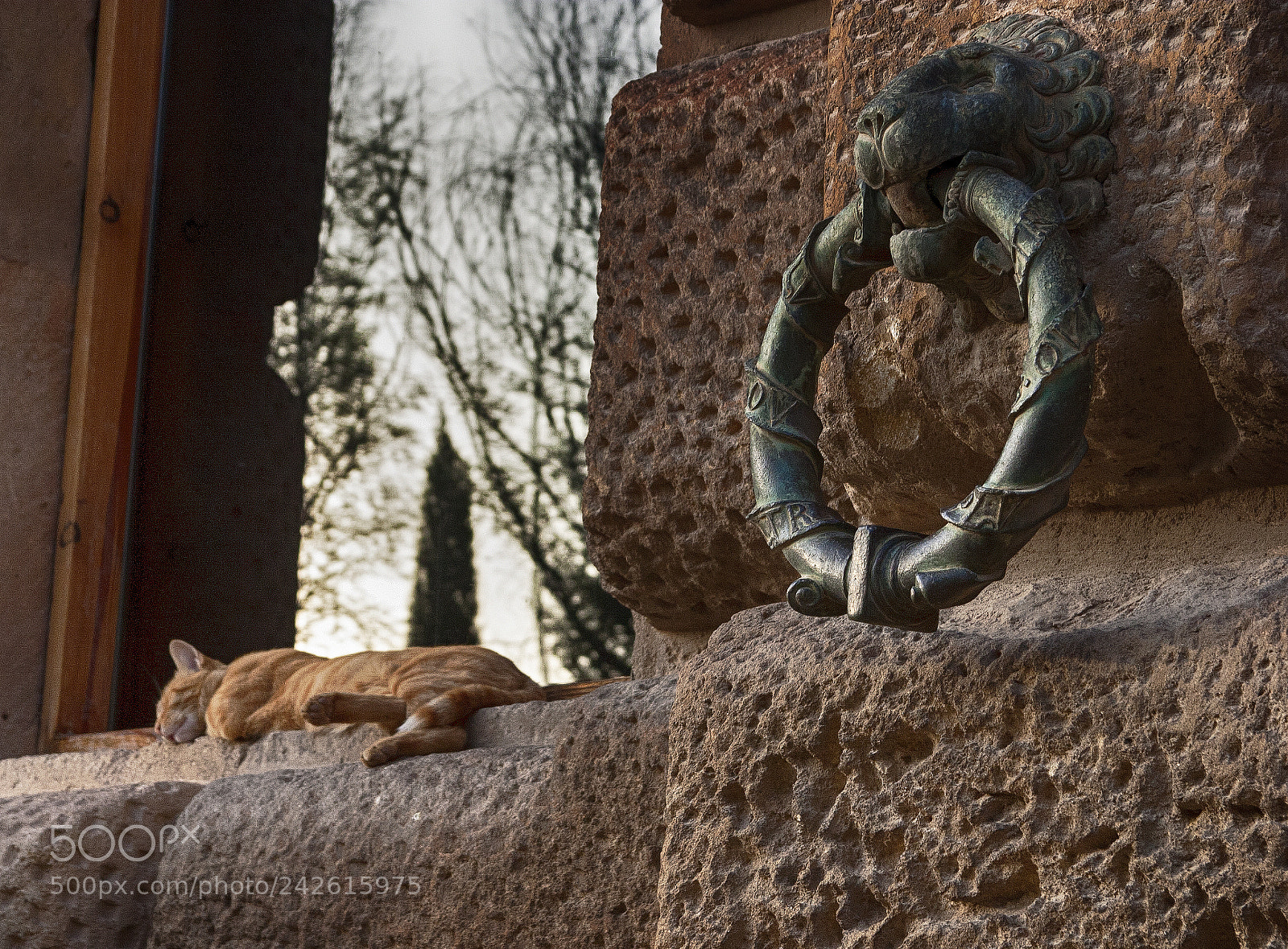 Canon EOS 10D sample photo. Old cat / young cat photography