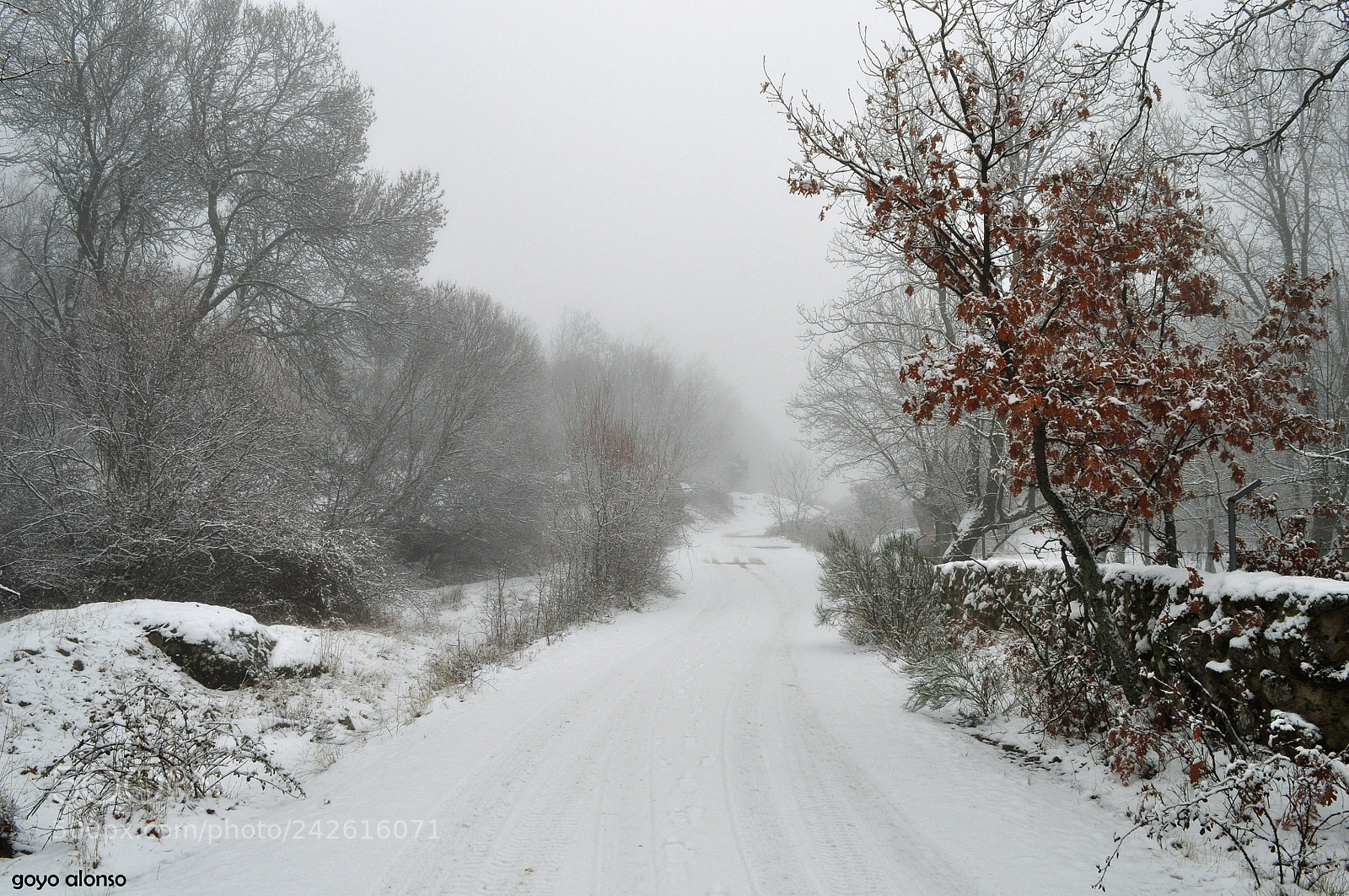 Nikon D5000 sample photo. Pura nieve photography