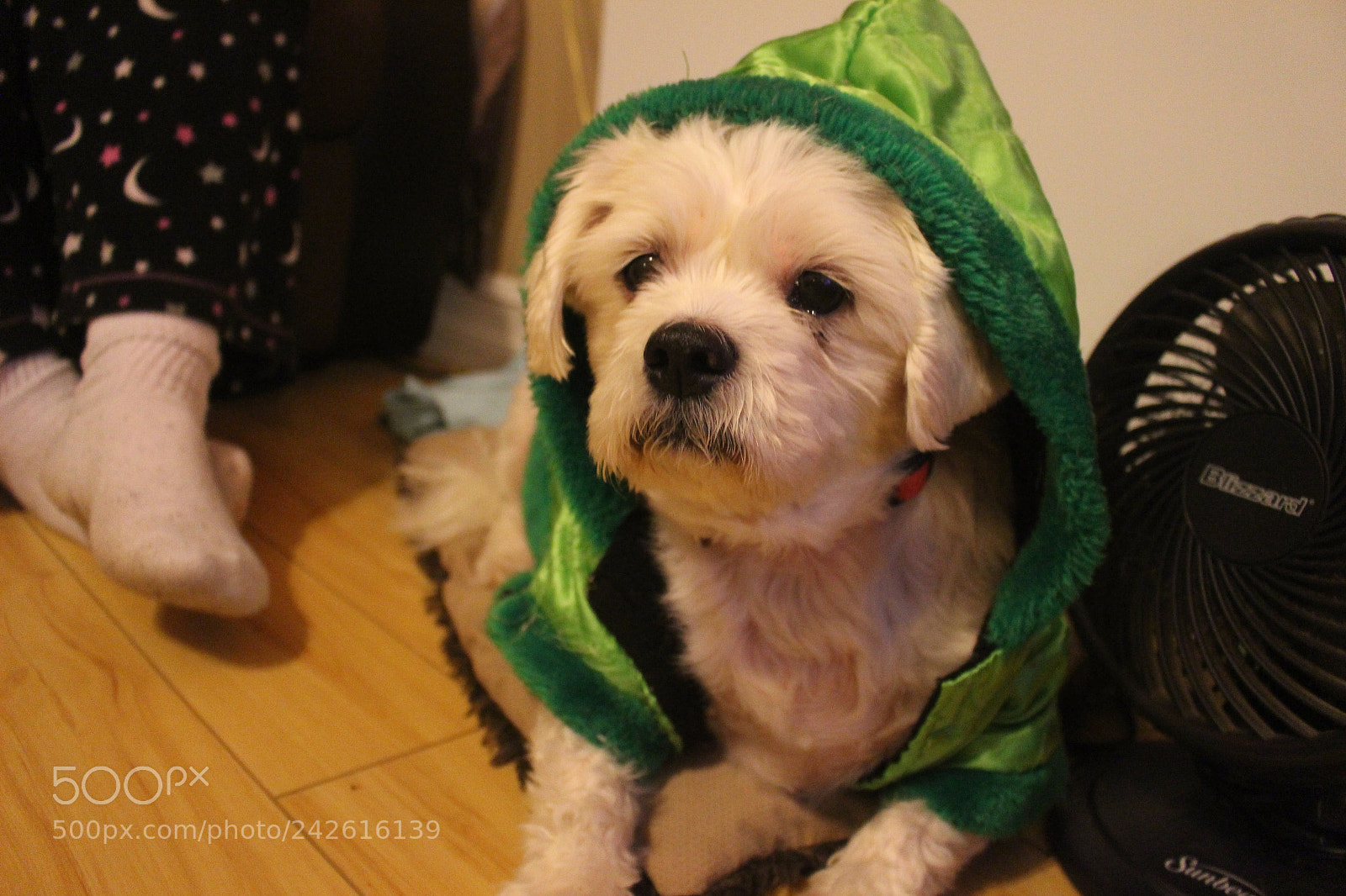 Canon EOS 100D (EOS Rebel SL1 / EOS Kiss X7) sample photo. Mans bestfriend photography
