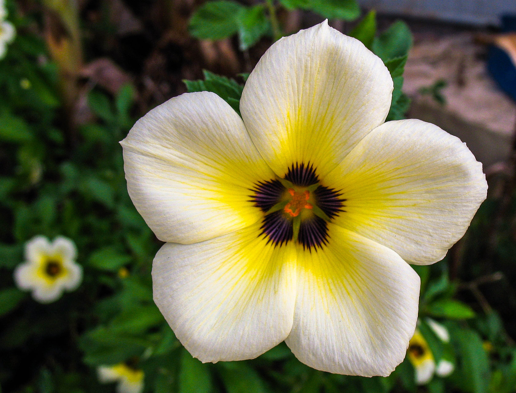 Canon POWERSHOT A630 sample photo. Tropical flower photography